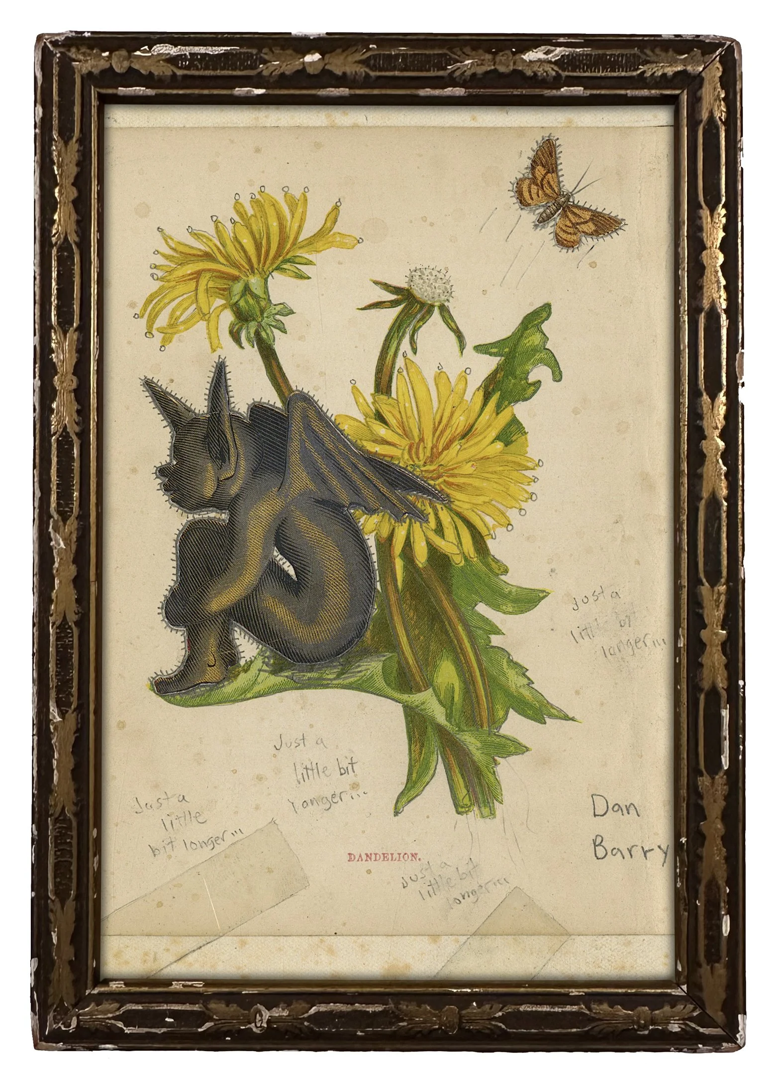 dan barry Dandelion.JPG
