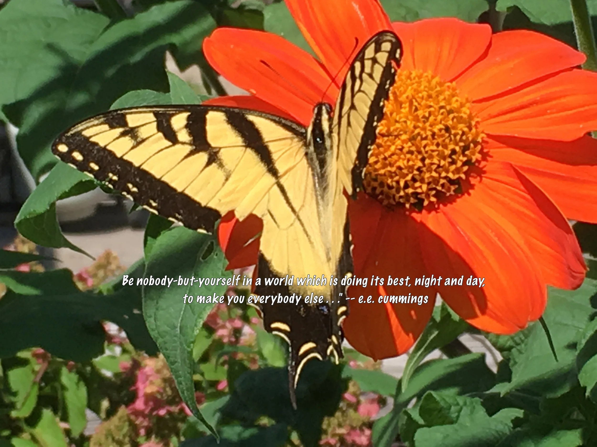 Tom's butterfly with quote.jpg