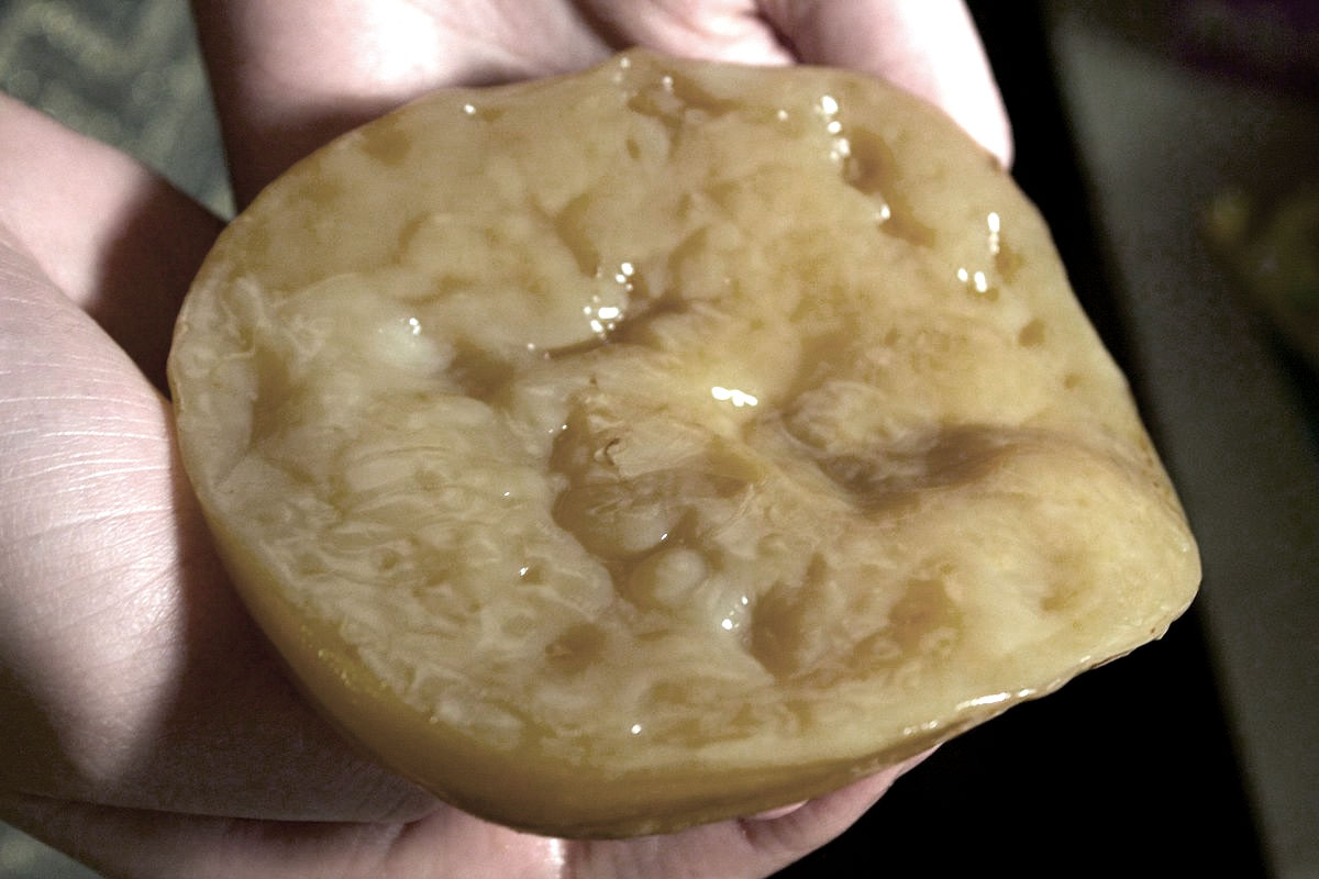 scoby.jpg