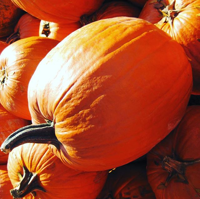 I just love a good pumpkin! Don&rsquo;t you?! ❤️🎃 Growing up, Halloween was a favorite time in the Henry Household. Each year when October 1st hit, my parents would blare Elton John and Billy Joel while my sister and I carefully placed ghosts, cobwe