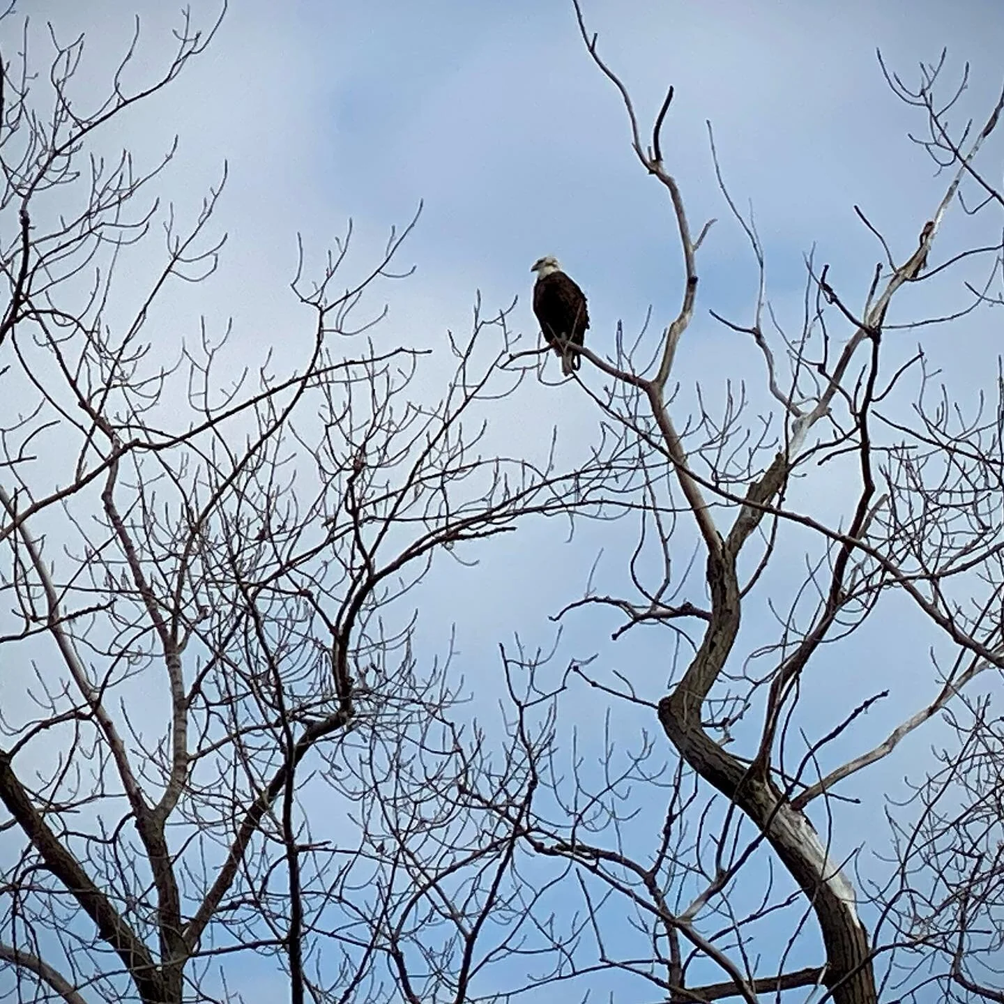 #courage #eagles #hudsonriver #photofictions #photofacts #narrativephotography #microstories #paintedphotographs