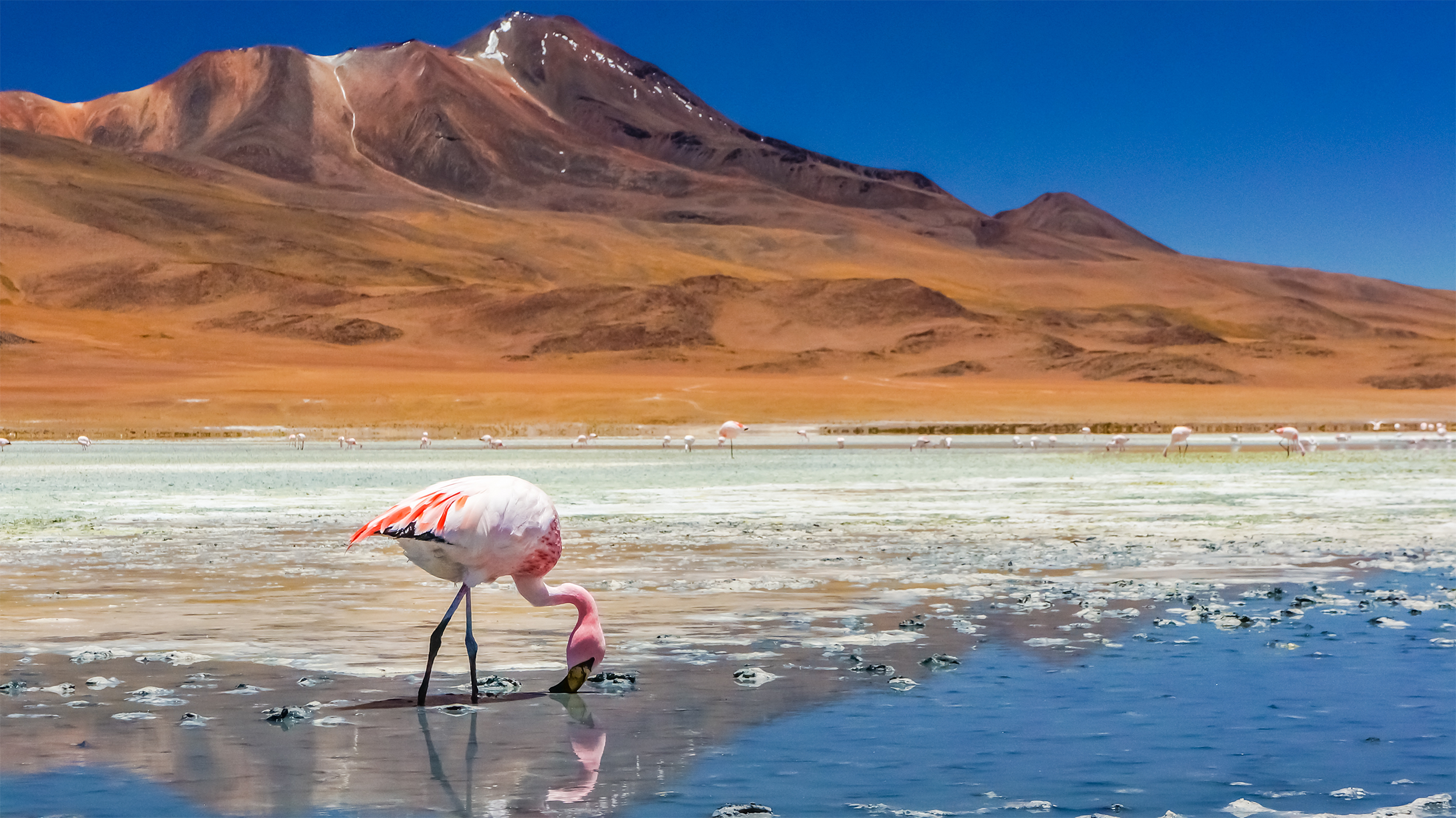Flamingo in a lake-1.png