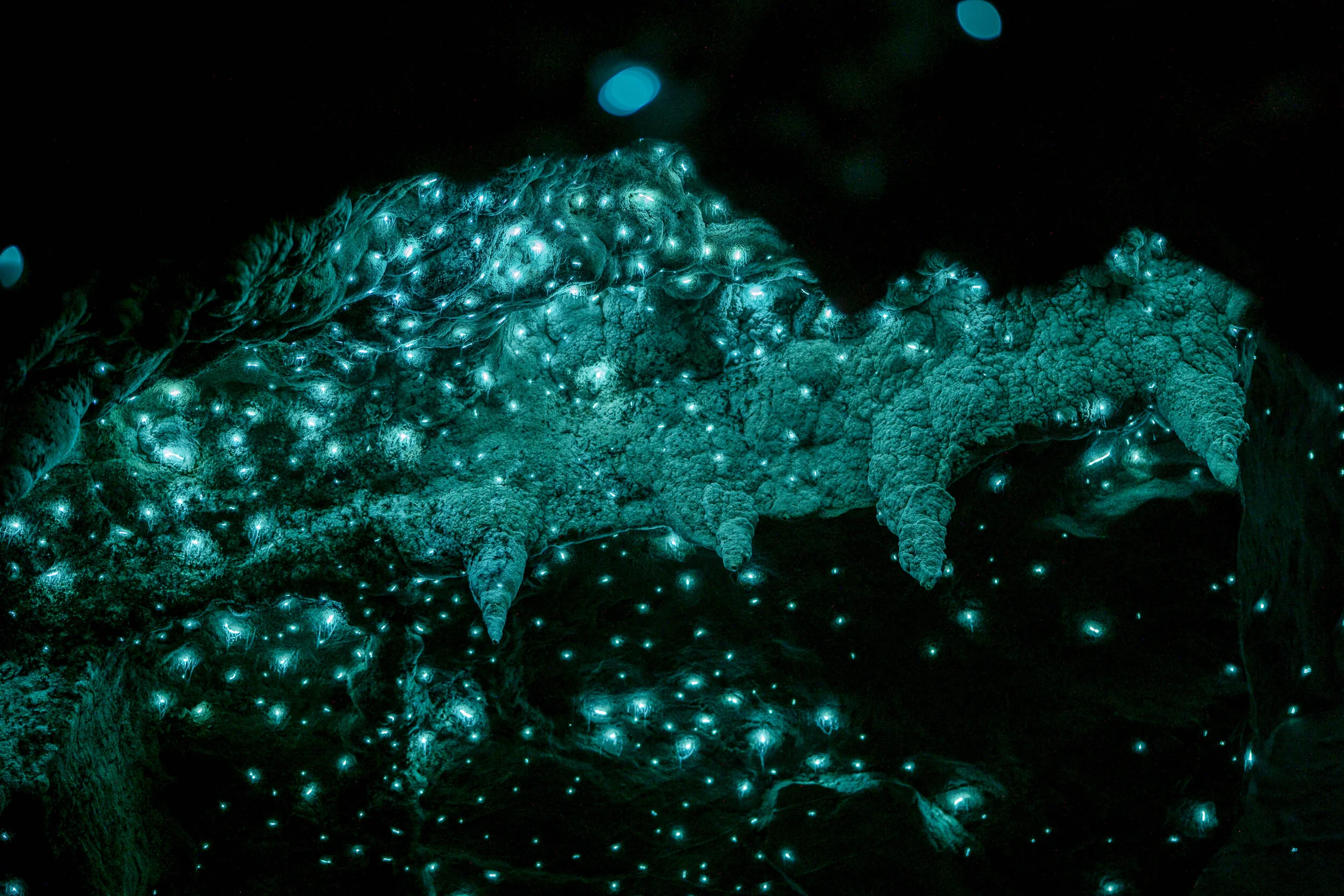 Glow Worm Photography in Waipu