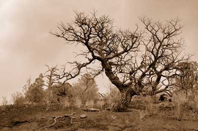 oldtreesepia.jpg