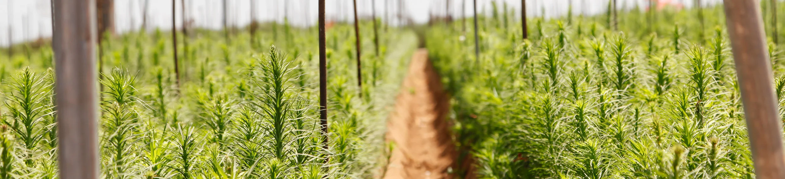 Farm-Grown-Banner.jpg