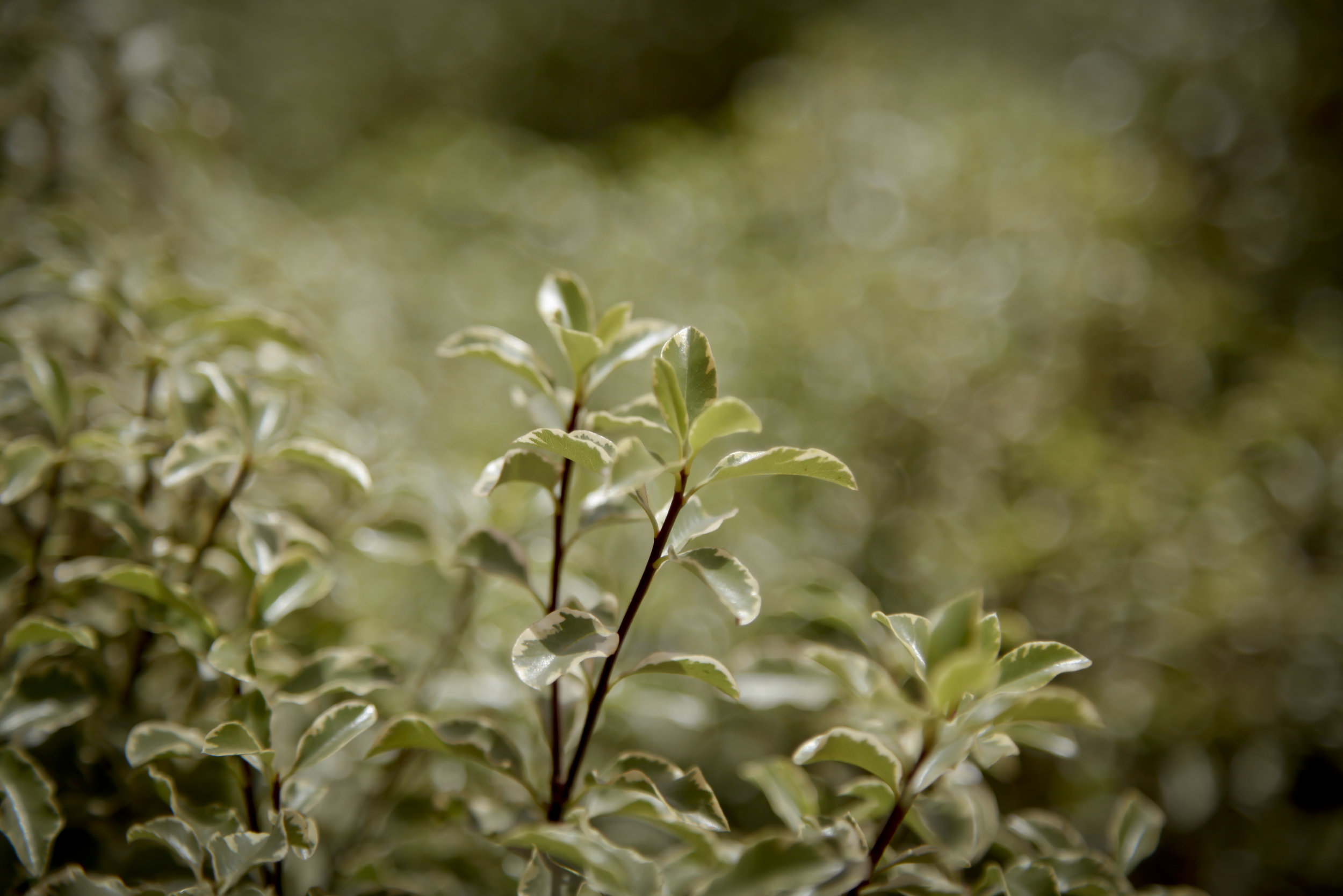Melaleuca Armillaria - Bracelet Honey Myrtle | Trees to plant, Plants,  Flowering trees