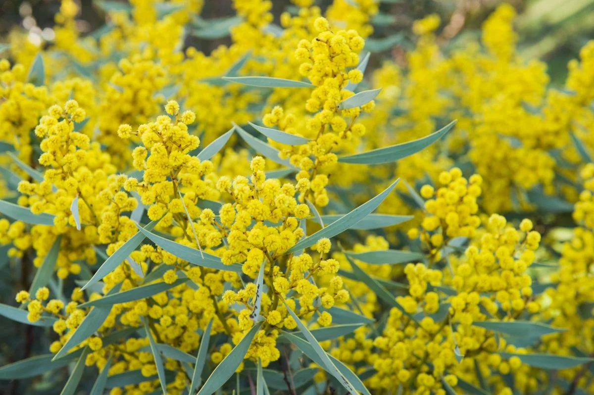 1200-178368769-acacia-tree.jpg