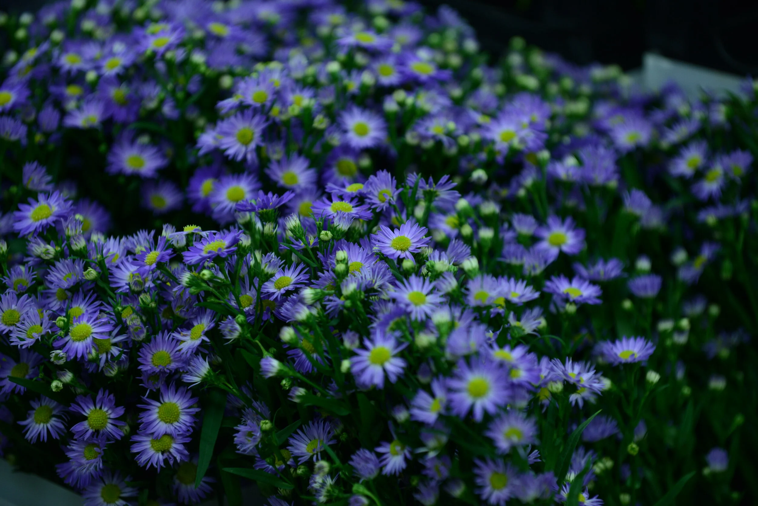 DSC_0325.JPG