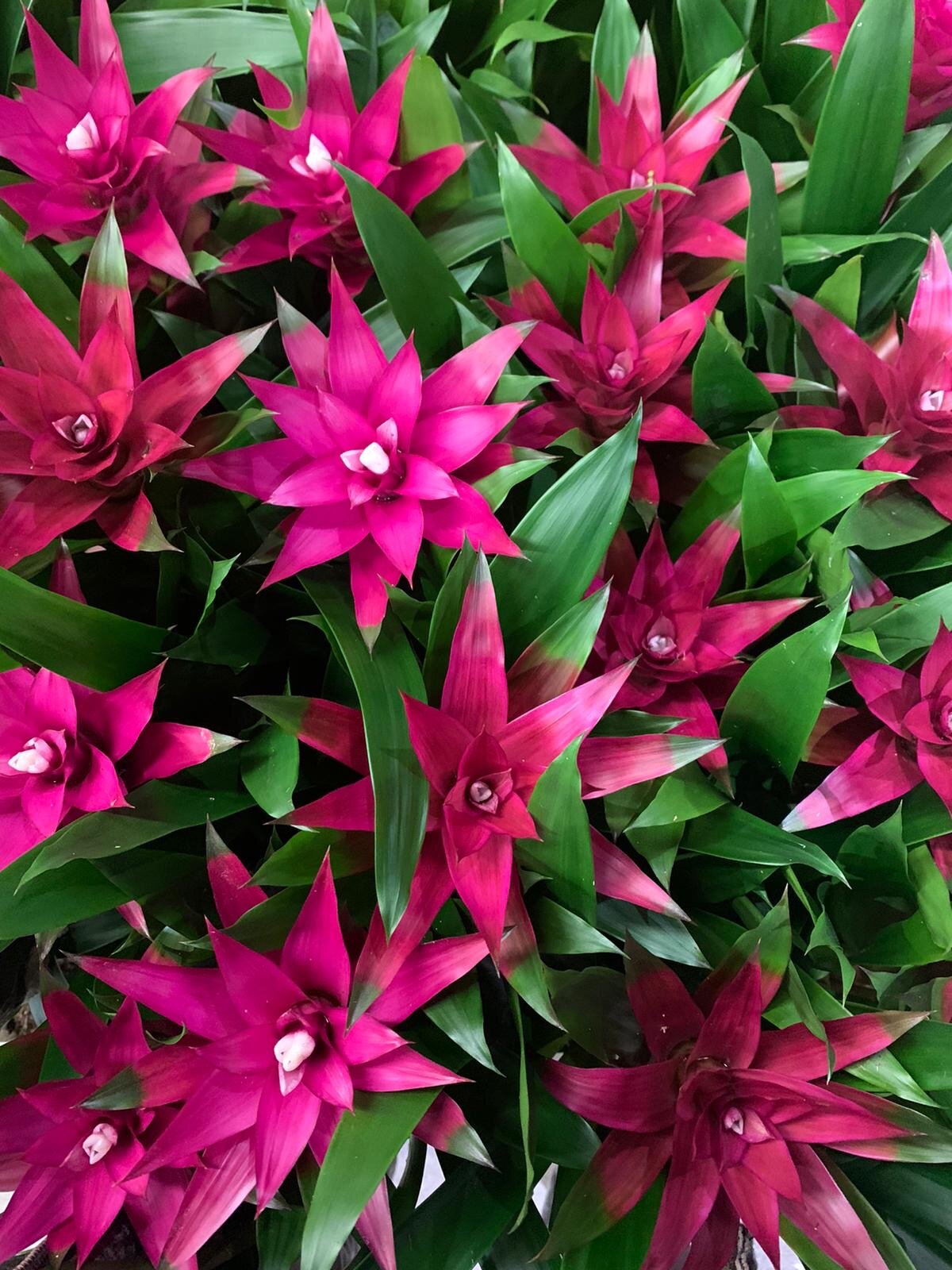 BLOG - Bromeliads.JPG