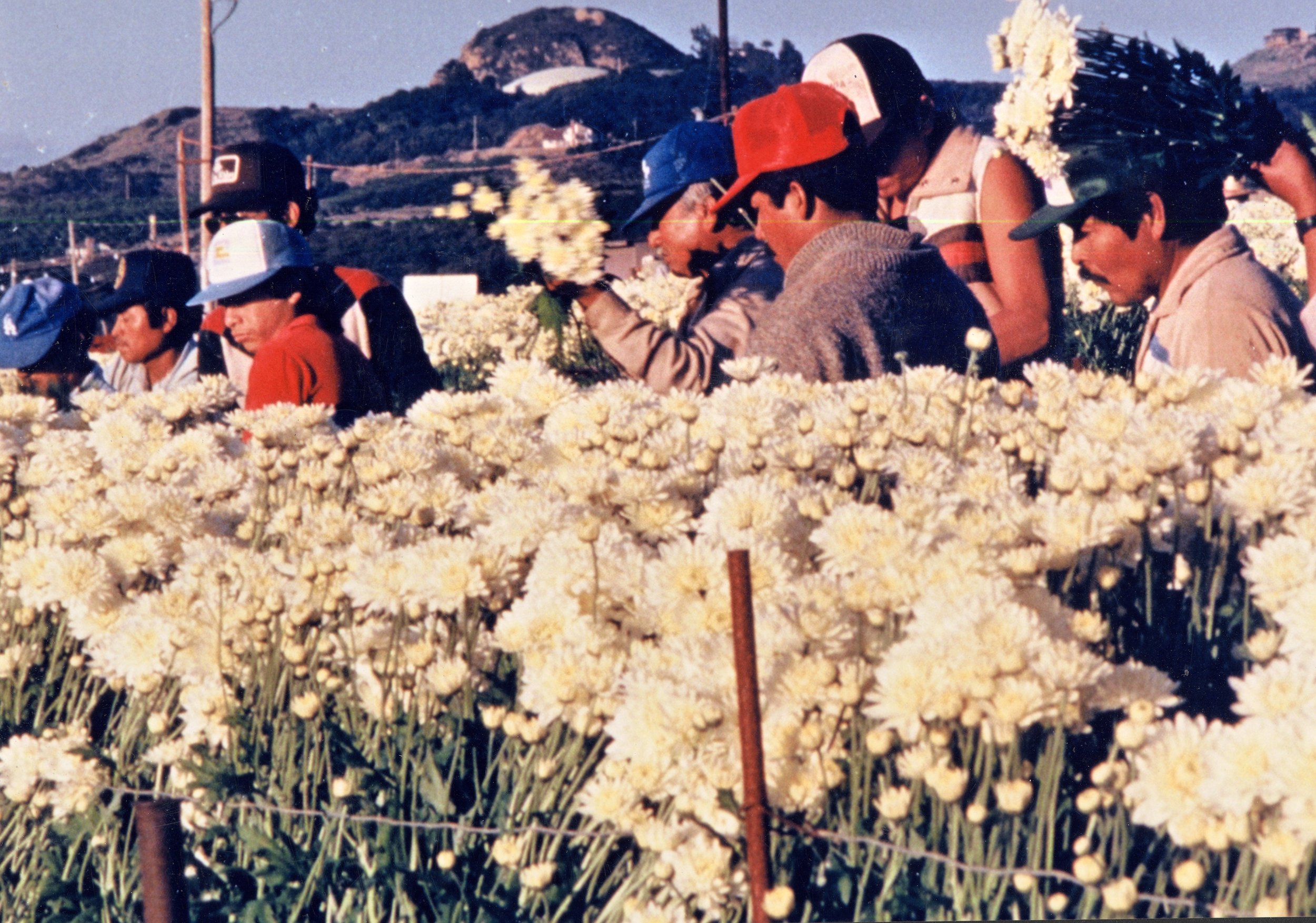 Mellano,field-workers,1980s.jpg