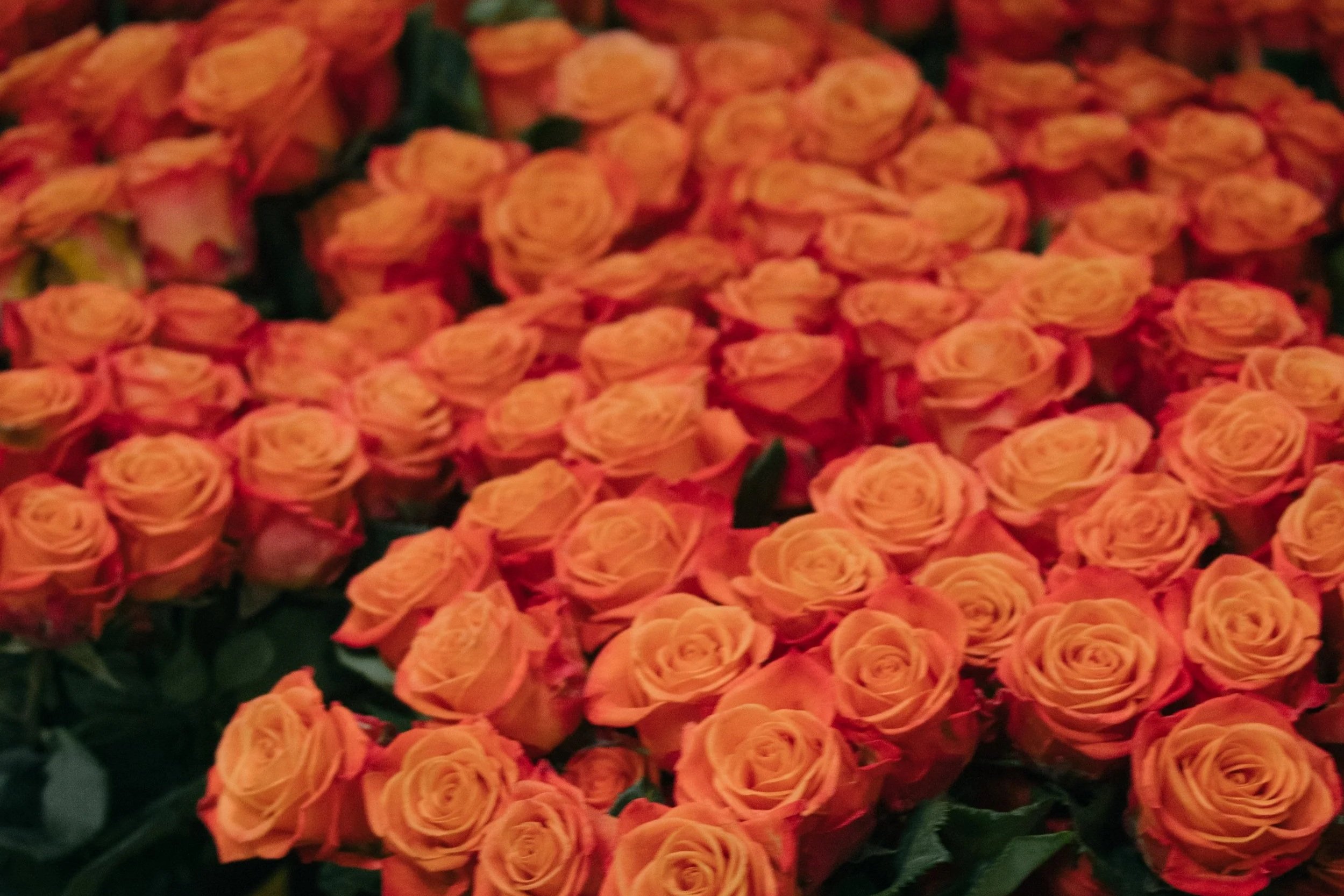 Celebrating a Century of Blooms: Mellano &amp; Company's Contribution to the 2026 Rose Parade