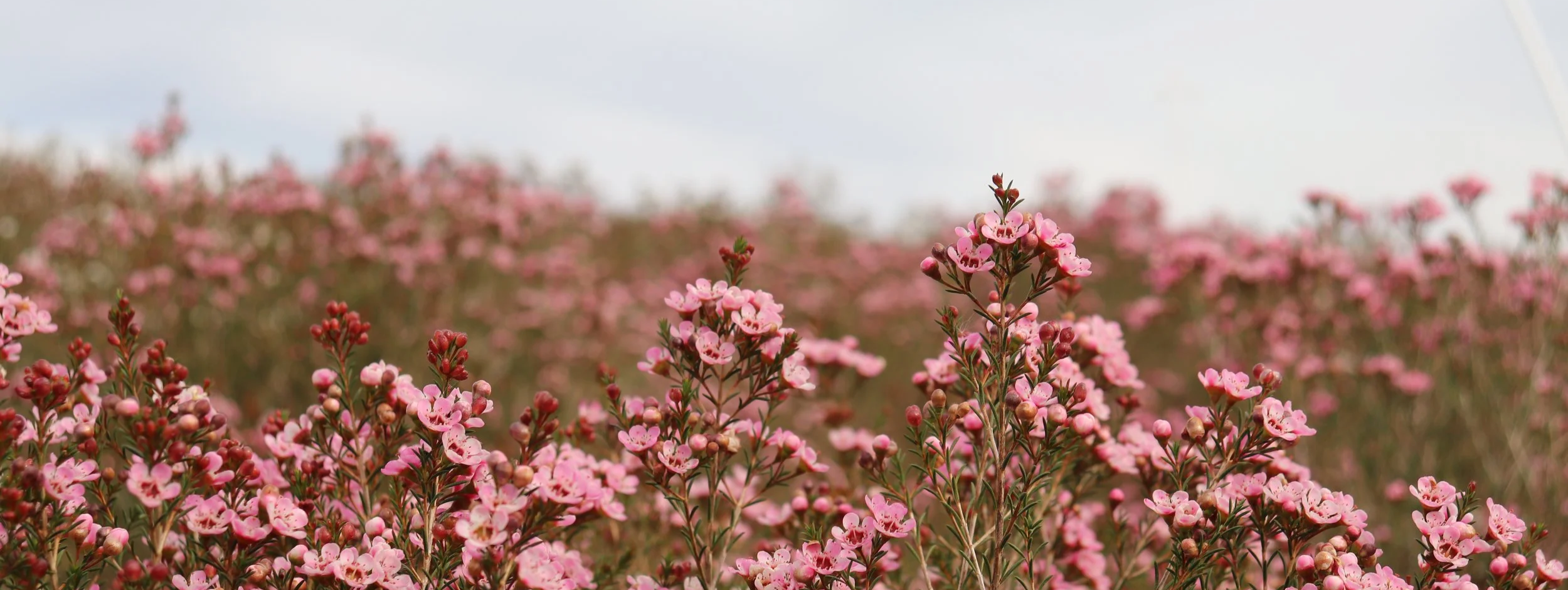 waxflower - pink.png