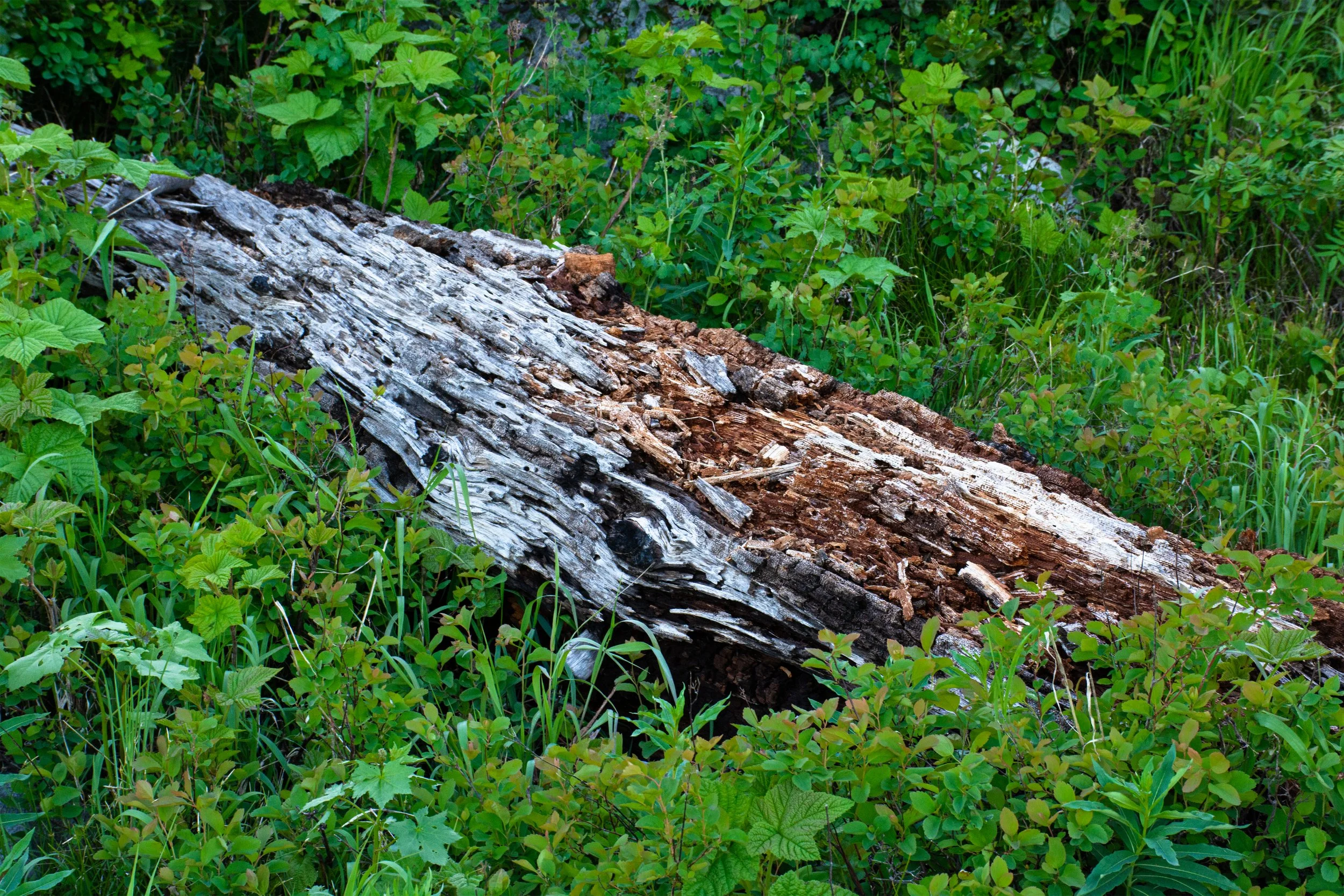 20170617GrandTetonLandscapes-267-3.jpg