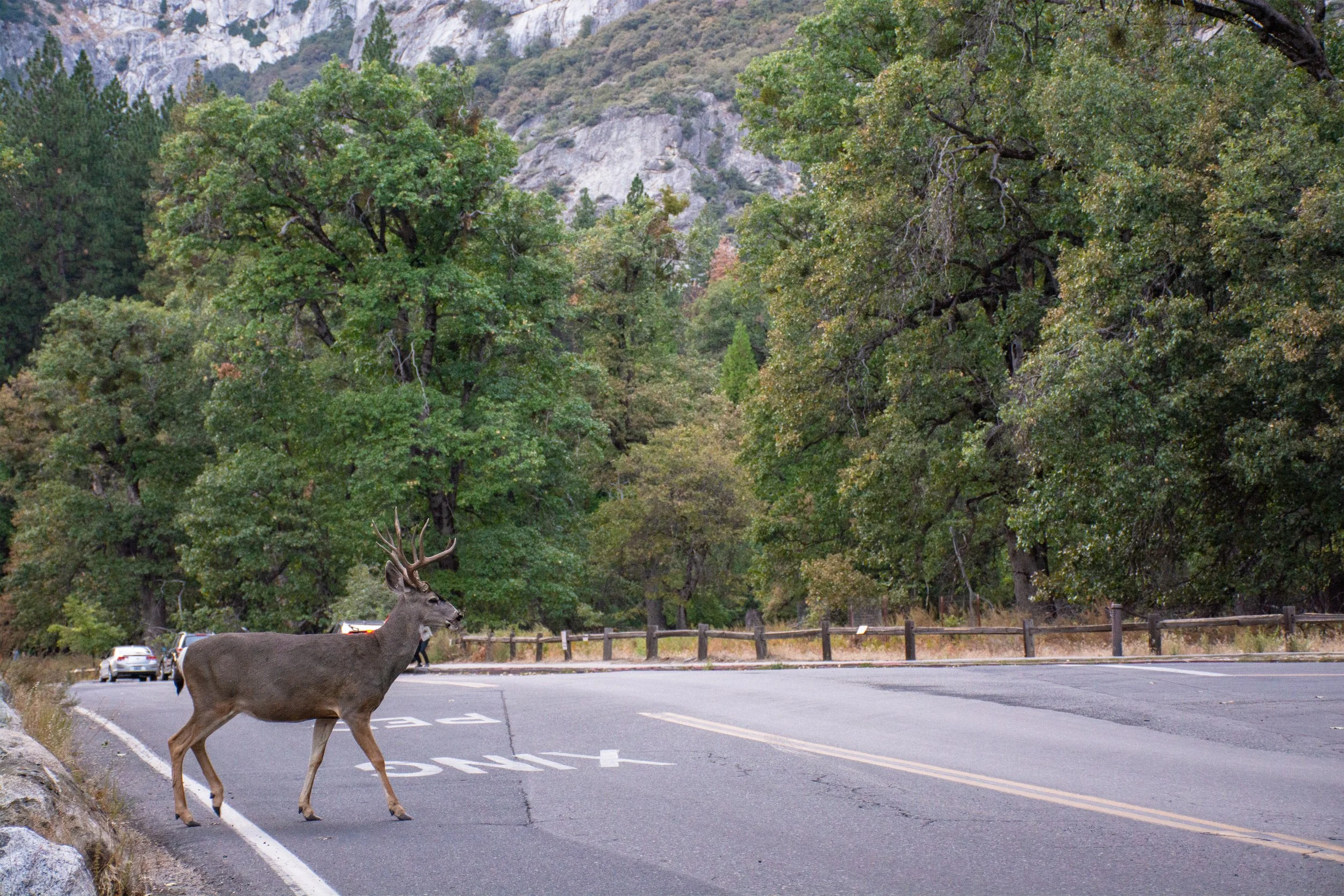 20150918YosemiteNationalPark-414-1.jpg