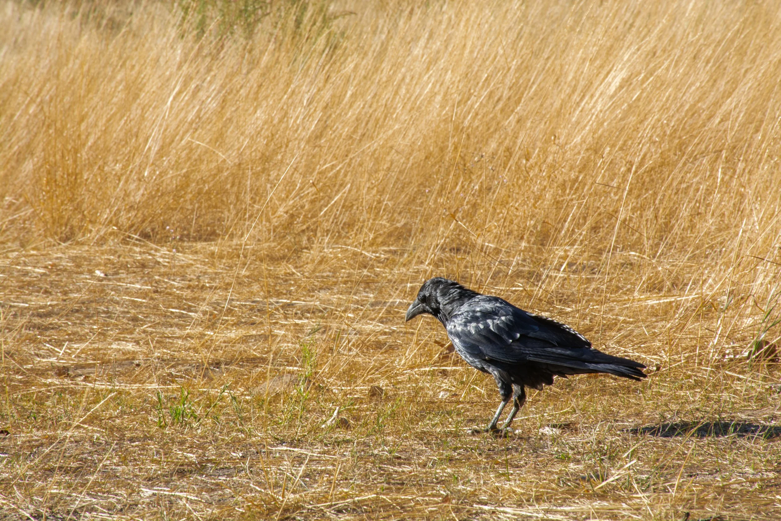 20150918YosemiteNationalPark-293-1.jpg