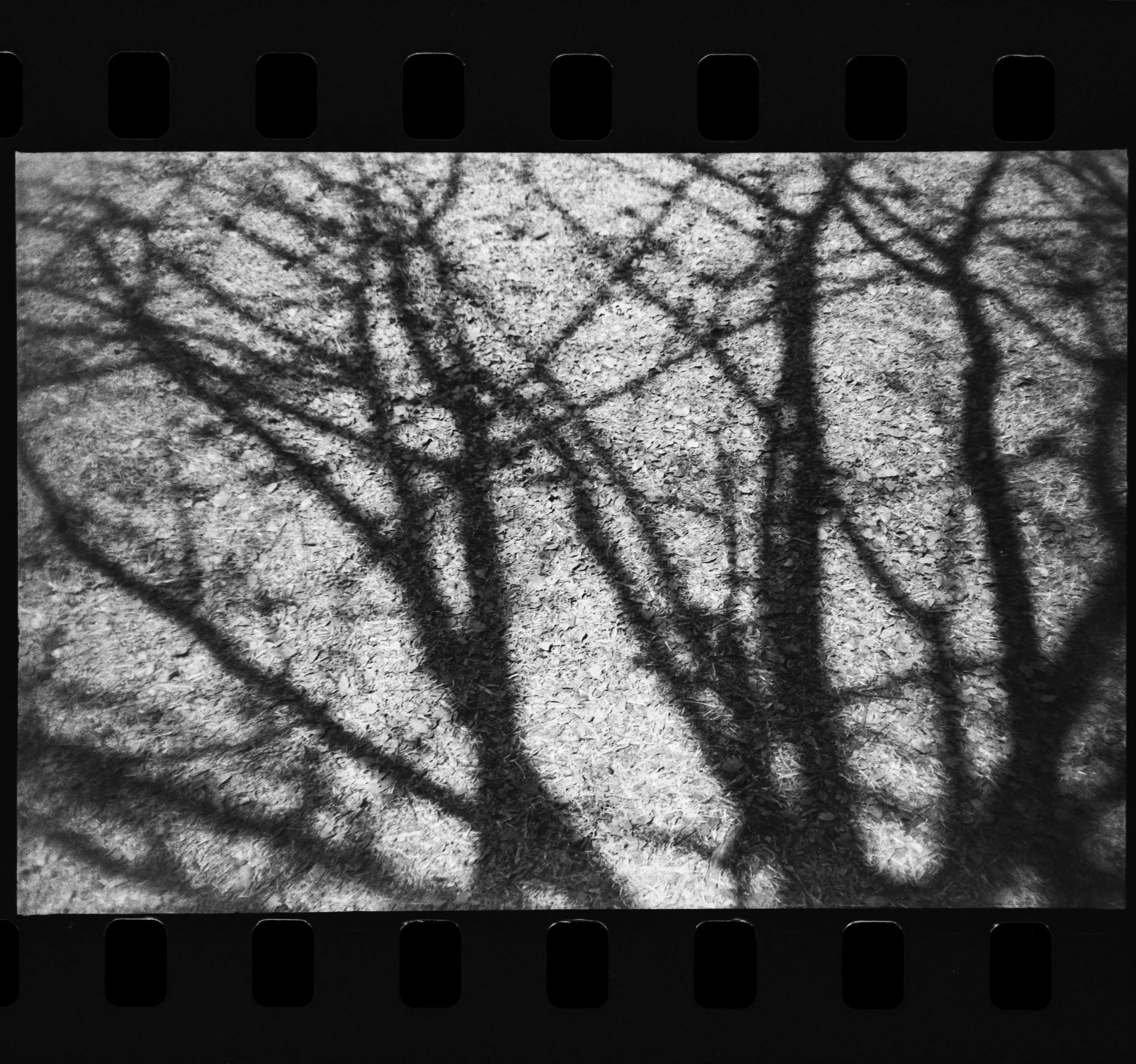 Olympus_Shoot&Go_Foma_200_10-1.jpg