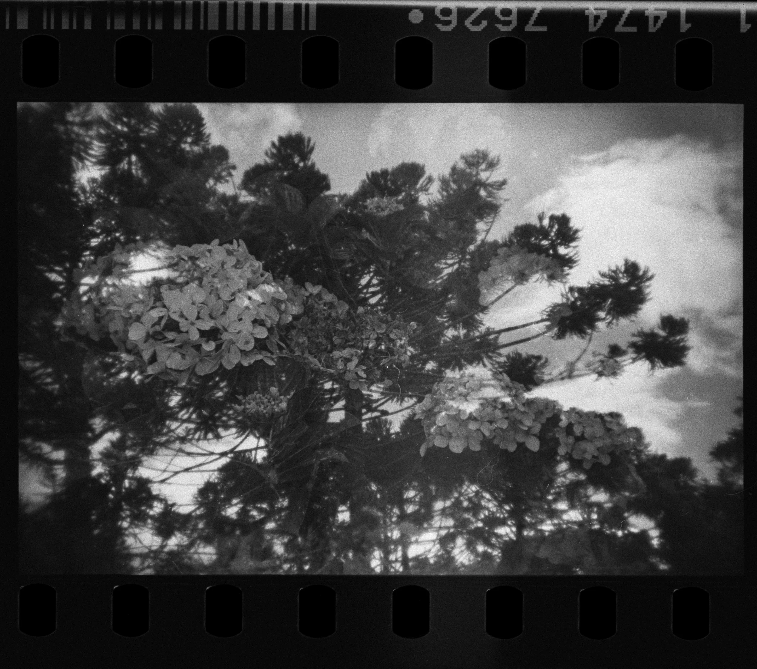 Campos_Holga_135FC_09-1.jpg