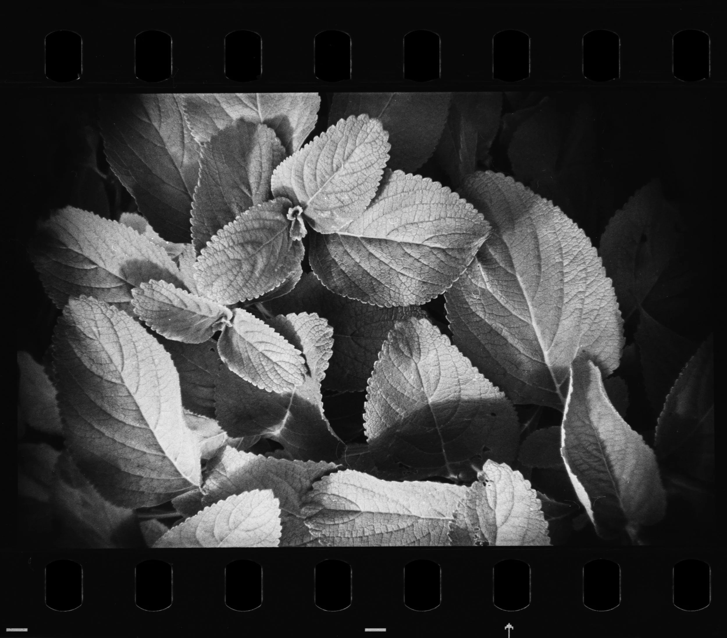 Campos_Holga_135FC_Kodak_Double-X_5222_14-1.jpg