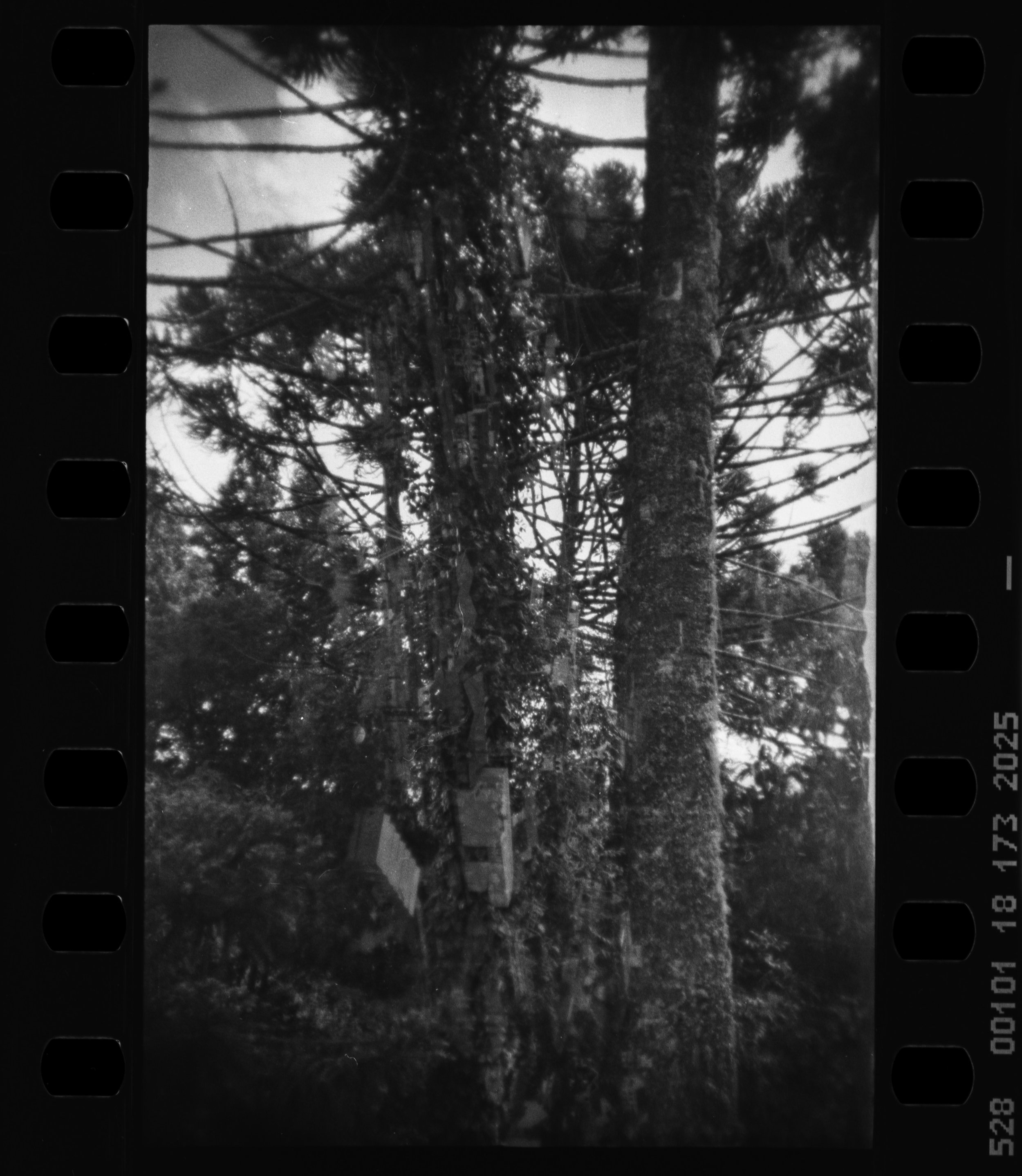 Campos_Holga_135FC_Kodak_Double-X_5222_15-1.jpg