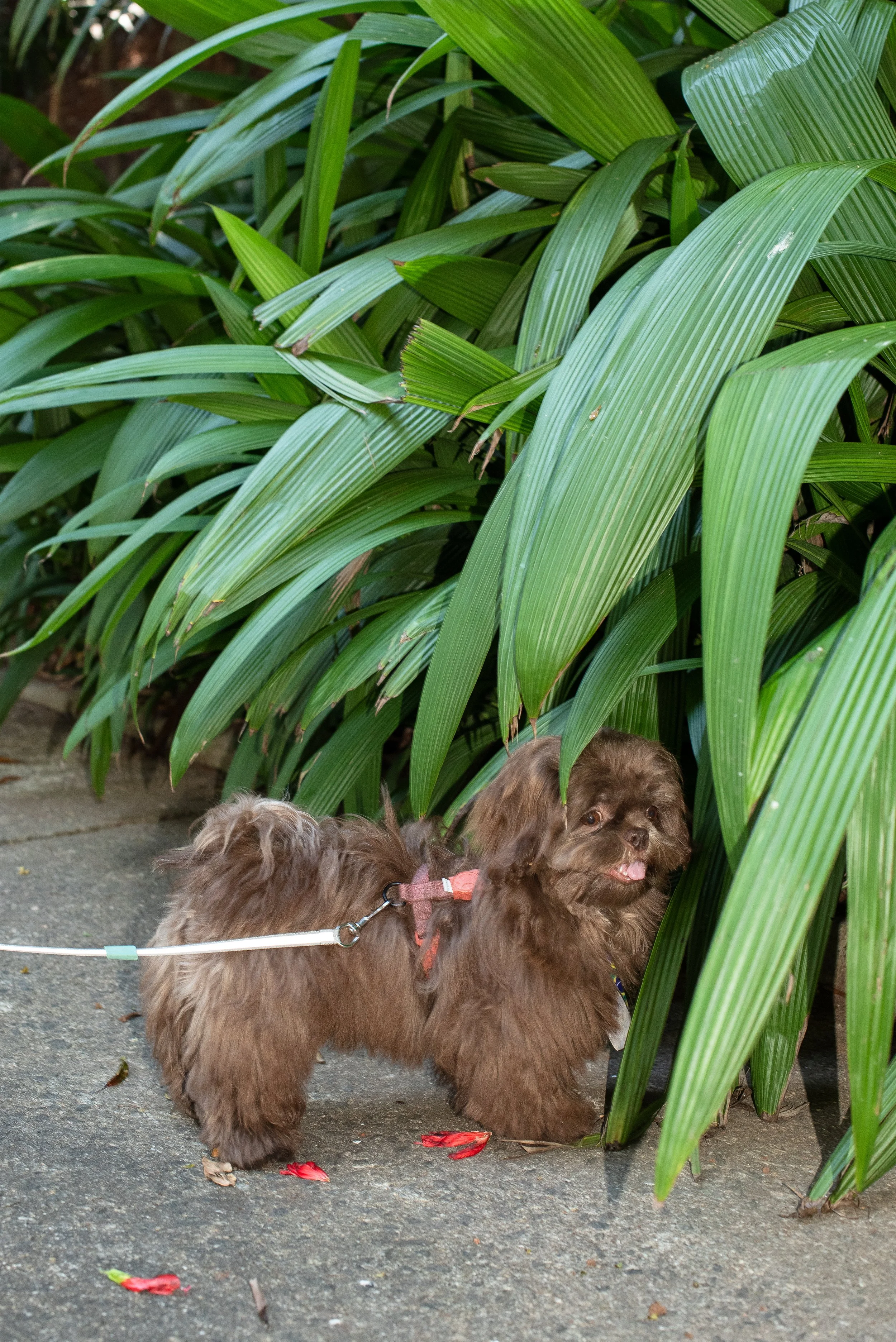 DSC_0515-1.jpg
