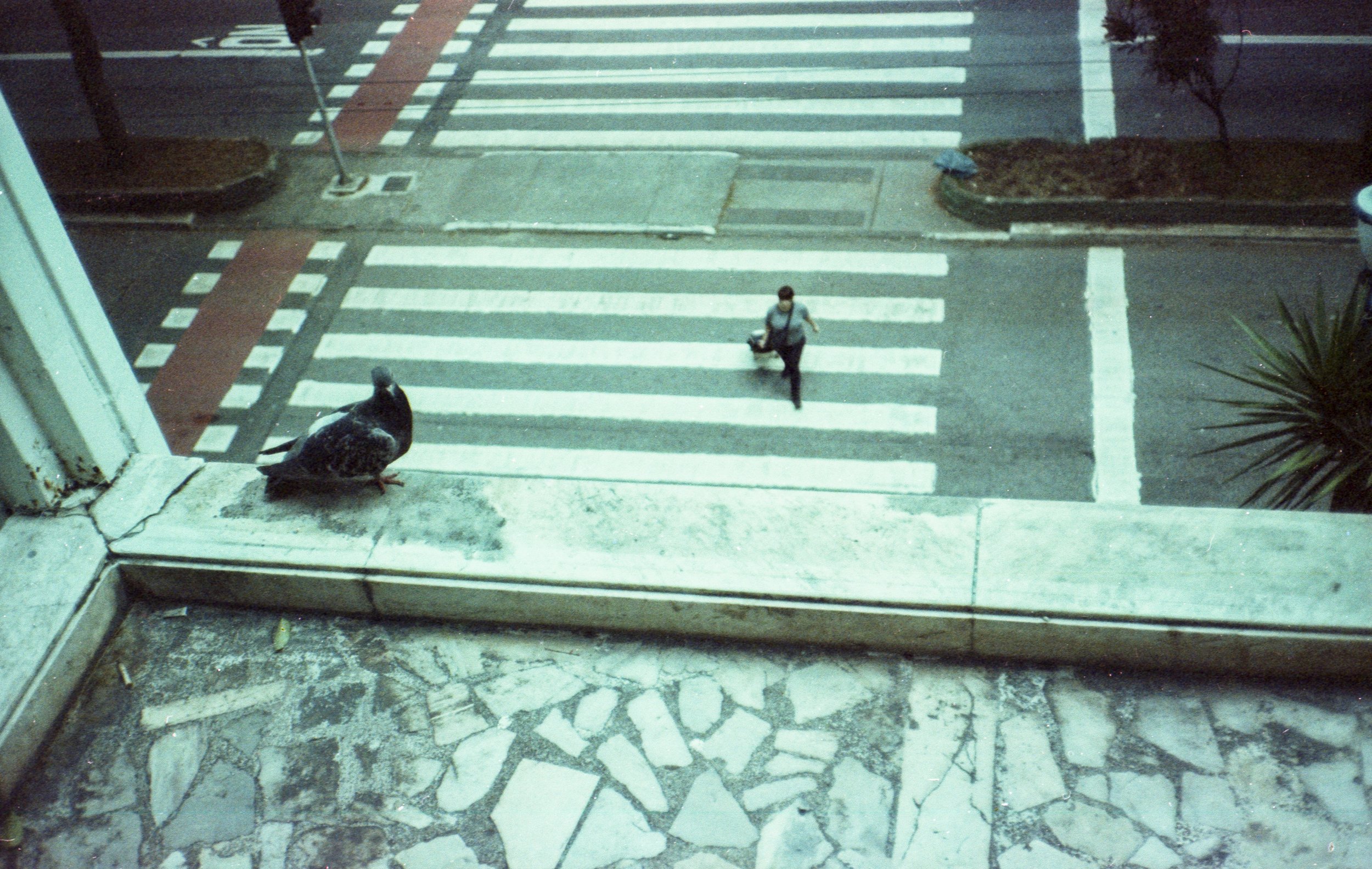 SP_Yashica_MF3_Carnaval_Solaris_100_08-1.jpg