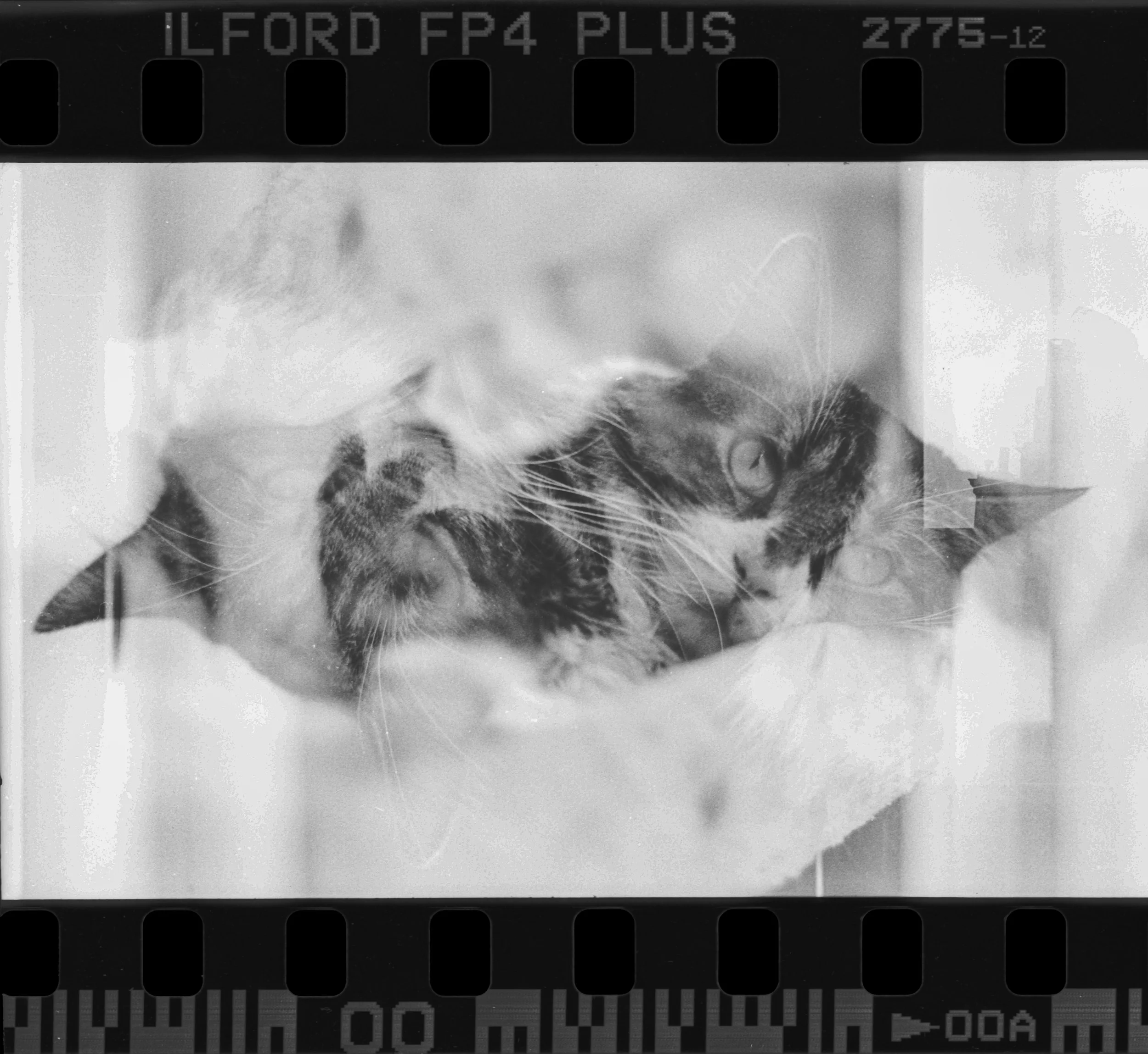 LA_2014_PentaxmeSuper_IlfordFP4Plus_01-1.jpg
