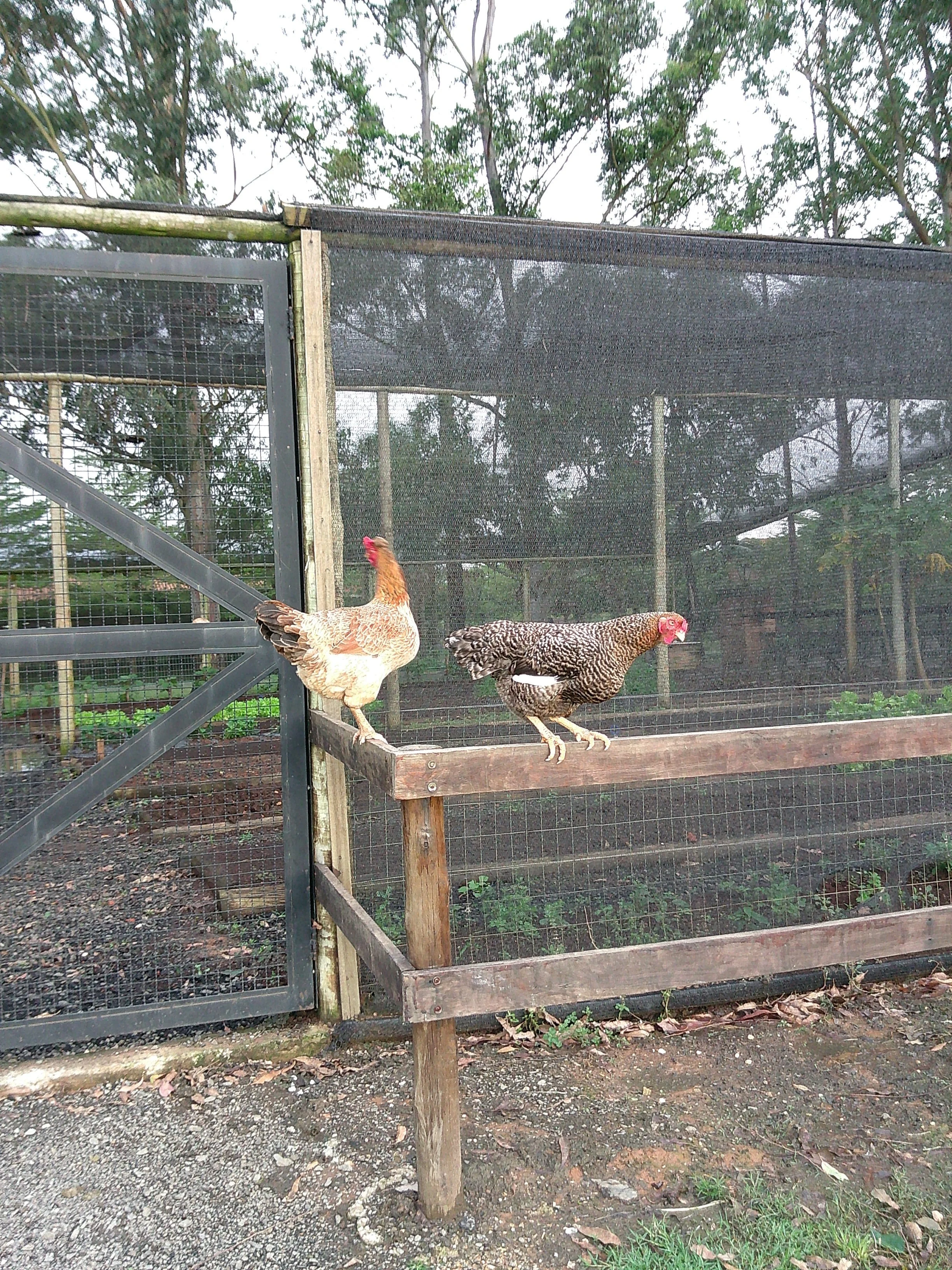DSCF0222.JPG