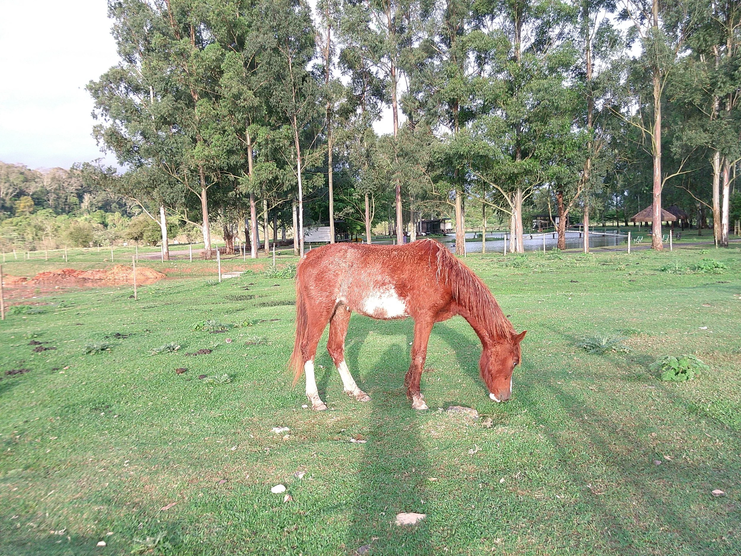 DSCF0252.JPG