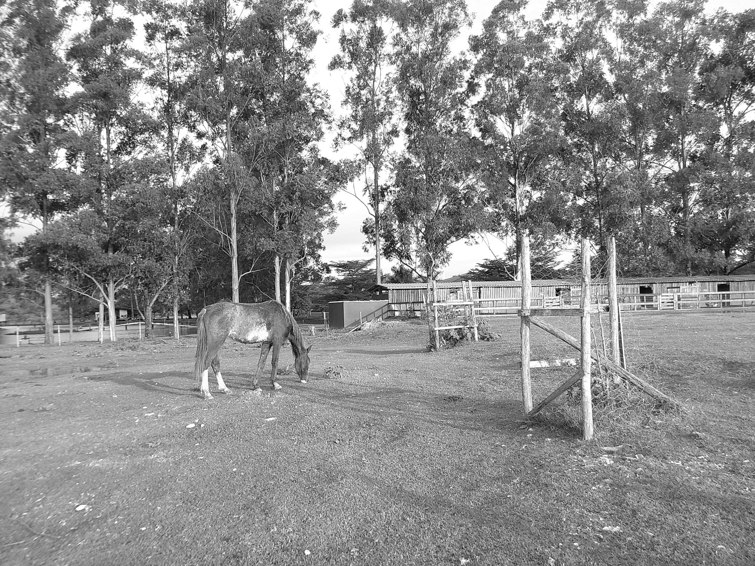 DSCF0255.JPG