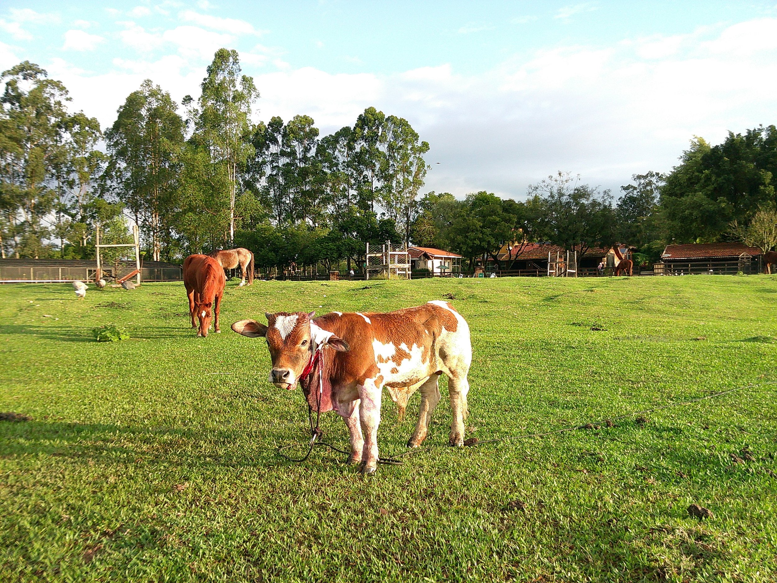 DSCF0268.JPG