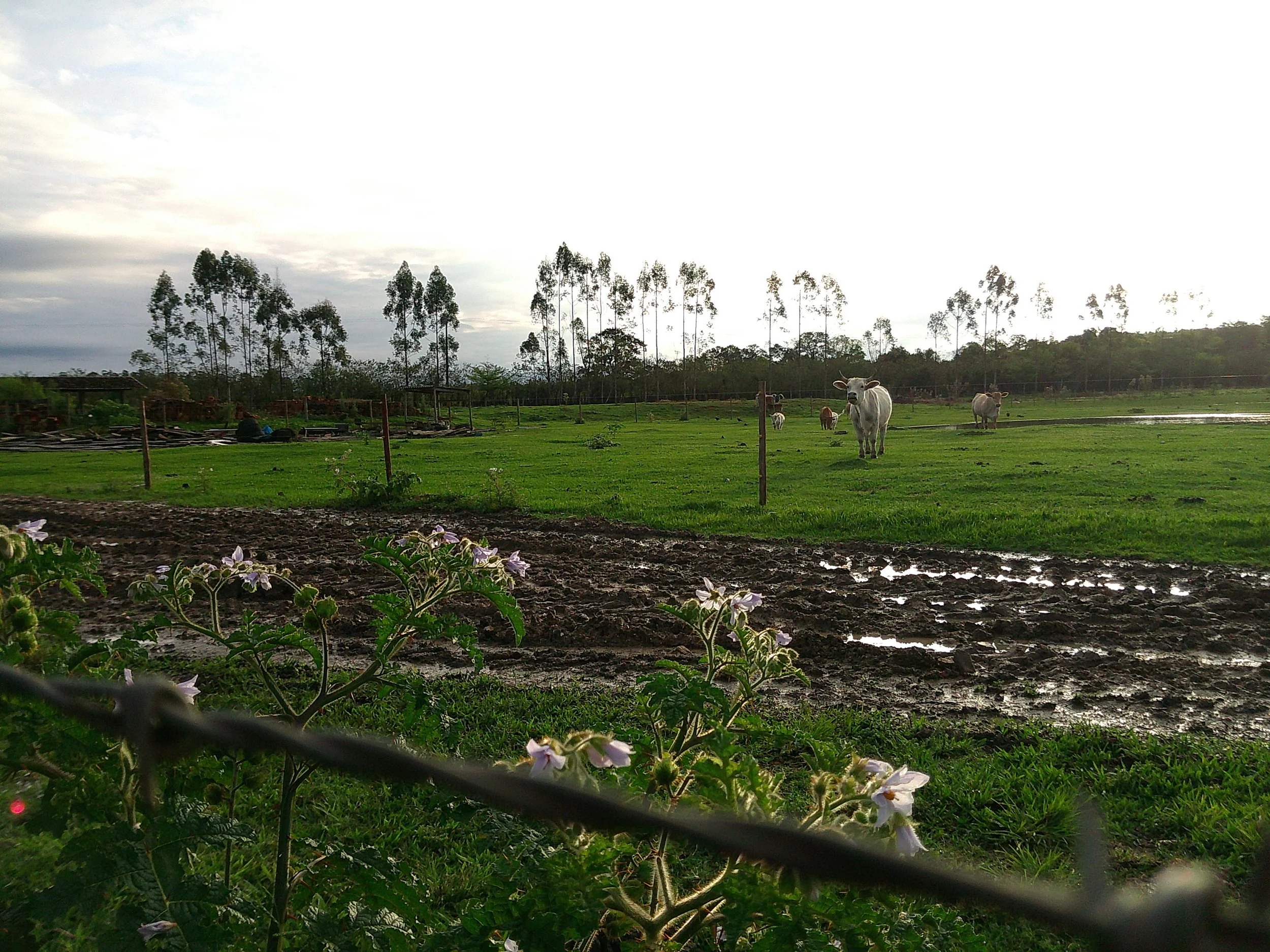 DSCF0274.JPG