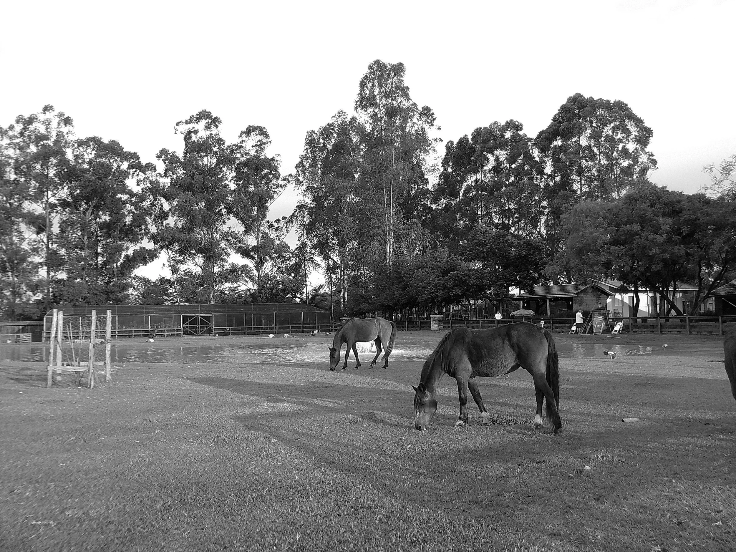 DSCF0288.JPG