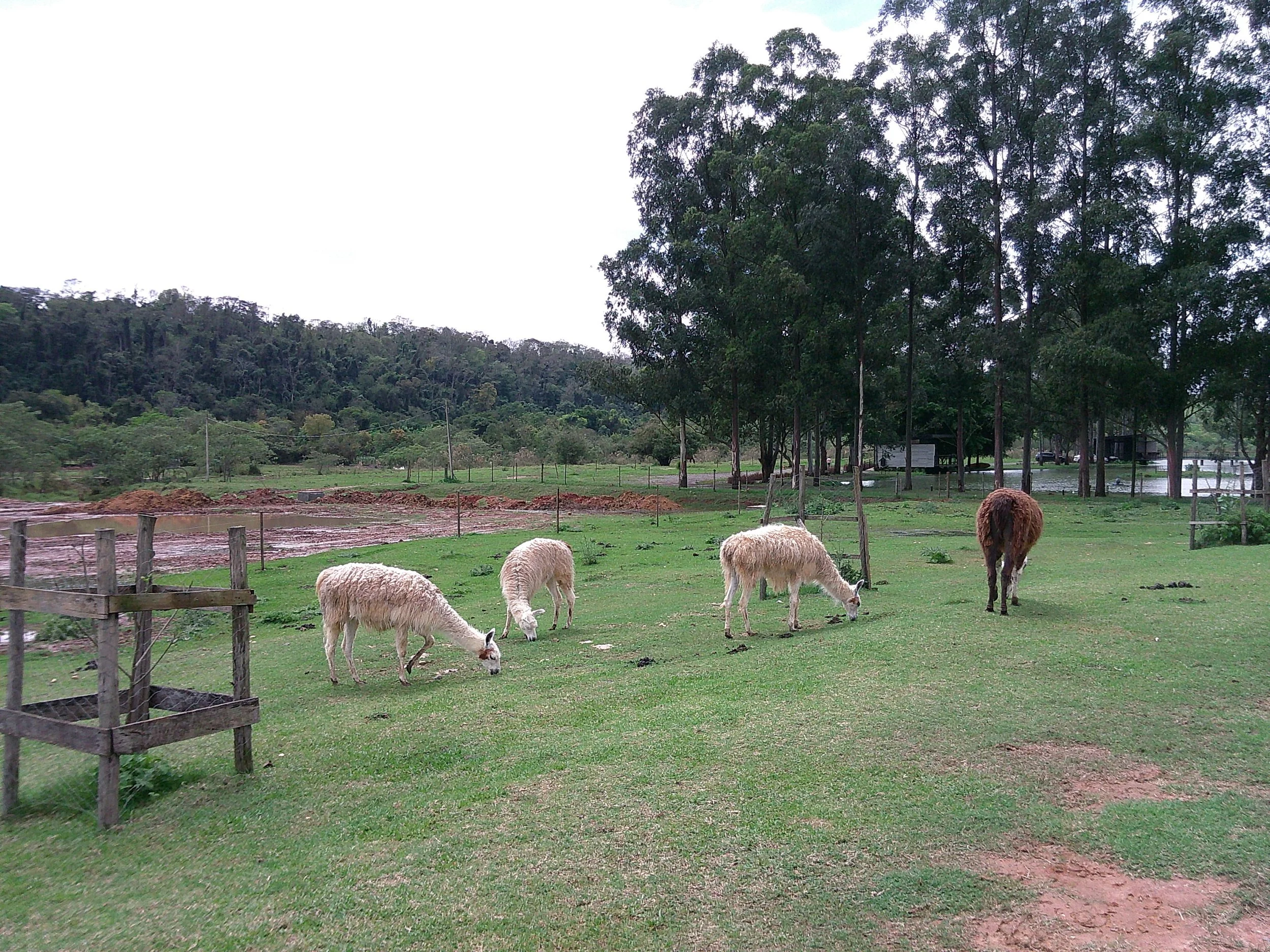DSCF0340.JPG