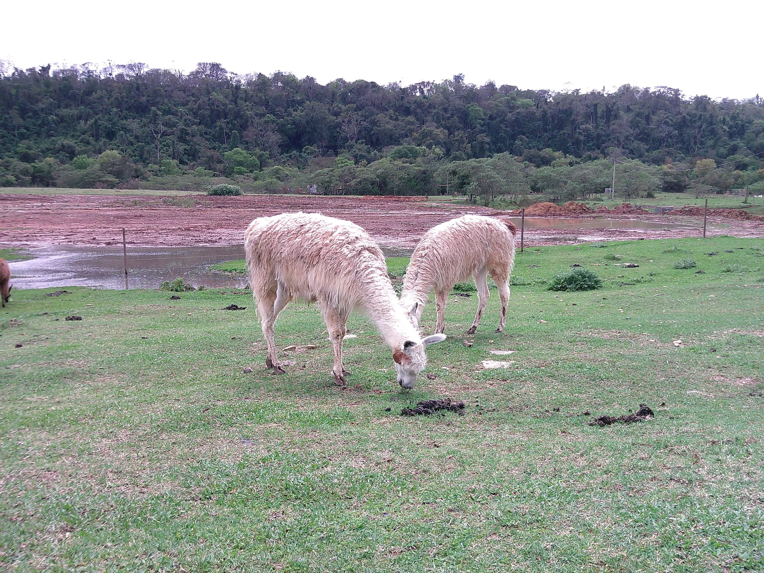 DSCF0343.JPG