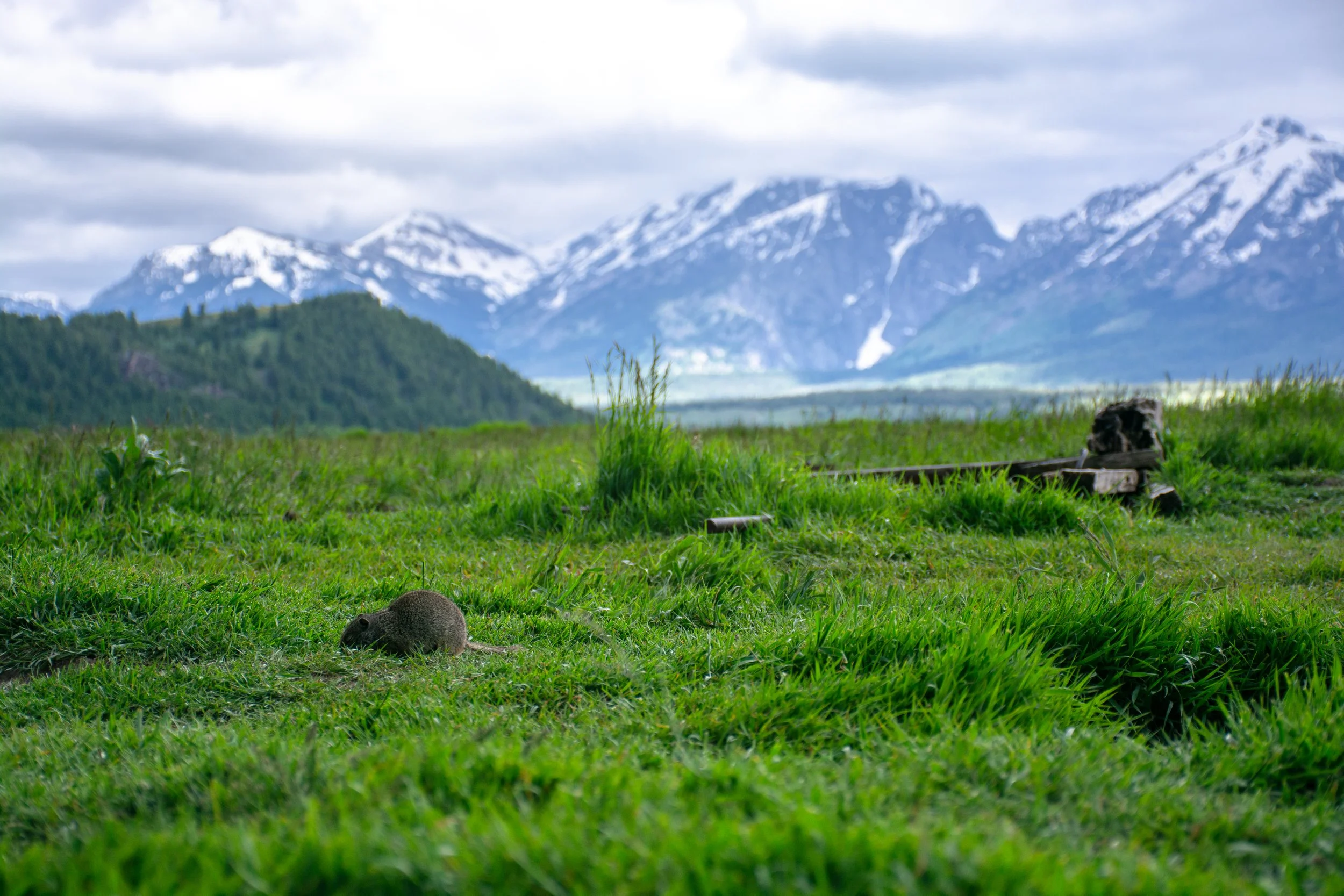 20170616GrandTetonLandscapes-87-1.jpg