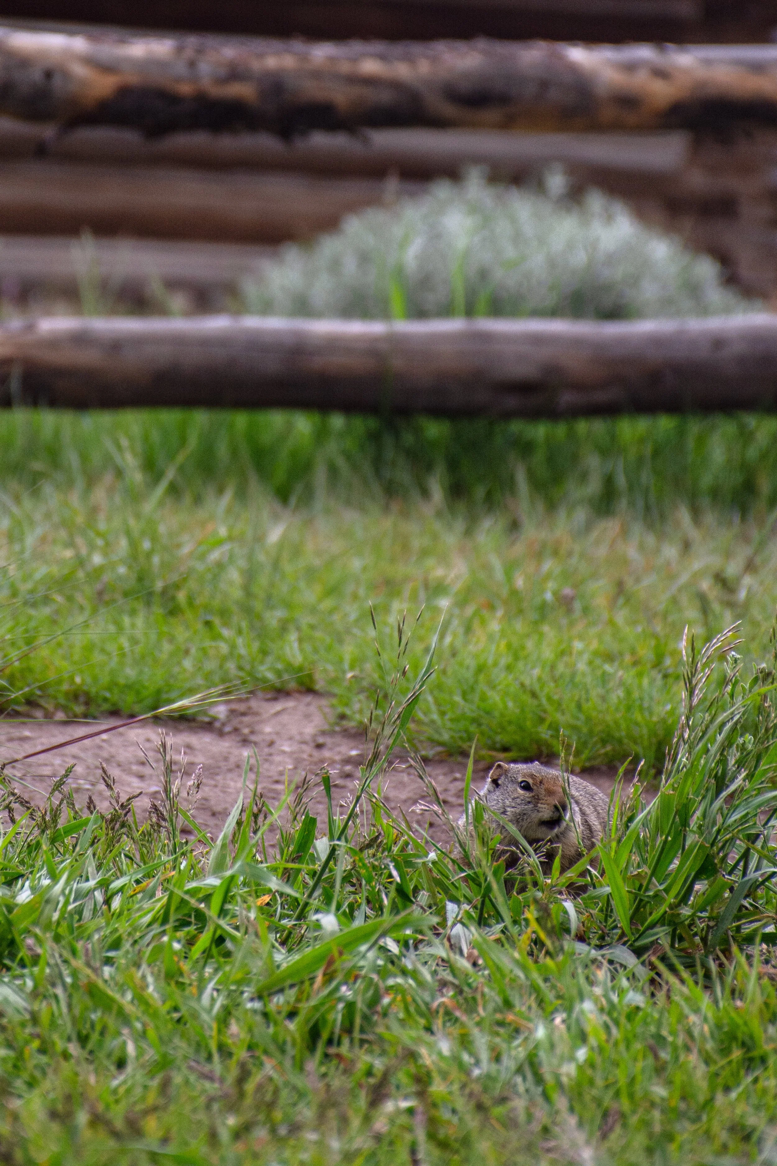 20170616GrandTetonLandscapes-225-1.jpg