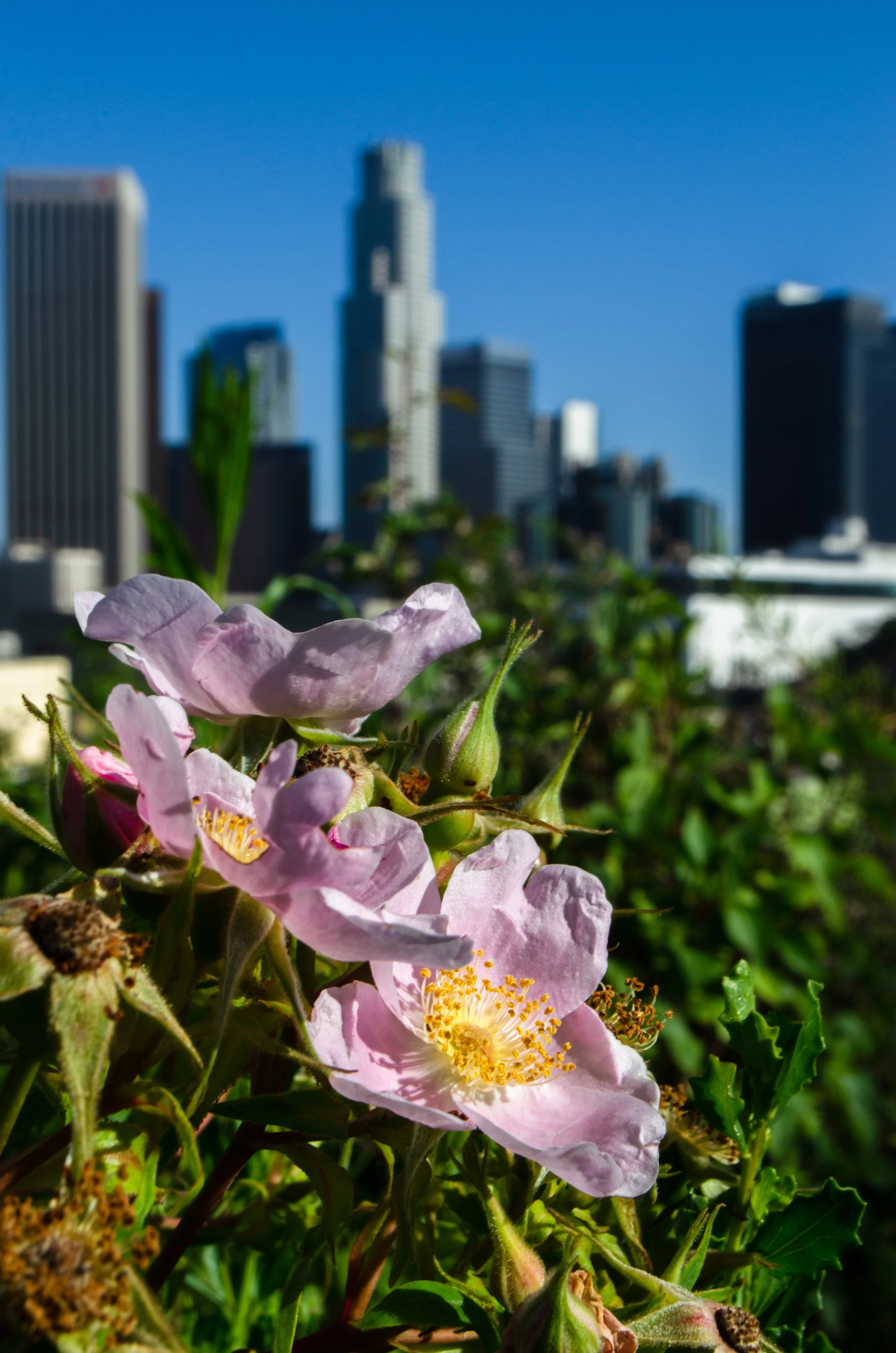20150620DowntownLA-40-1.jpg