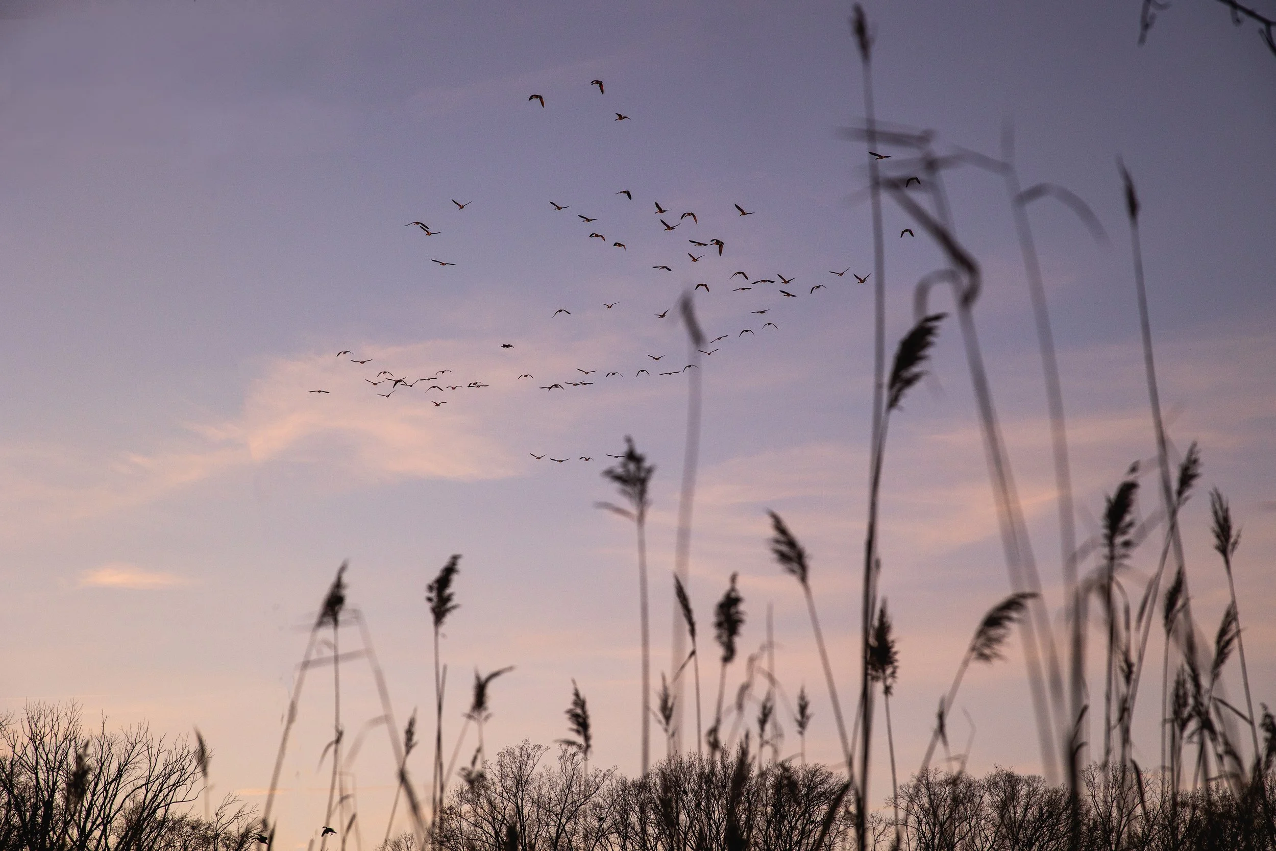 Sunset On Geese.jpg