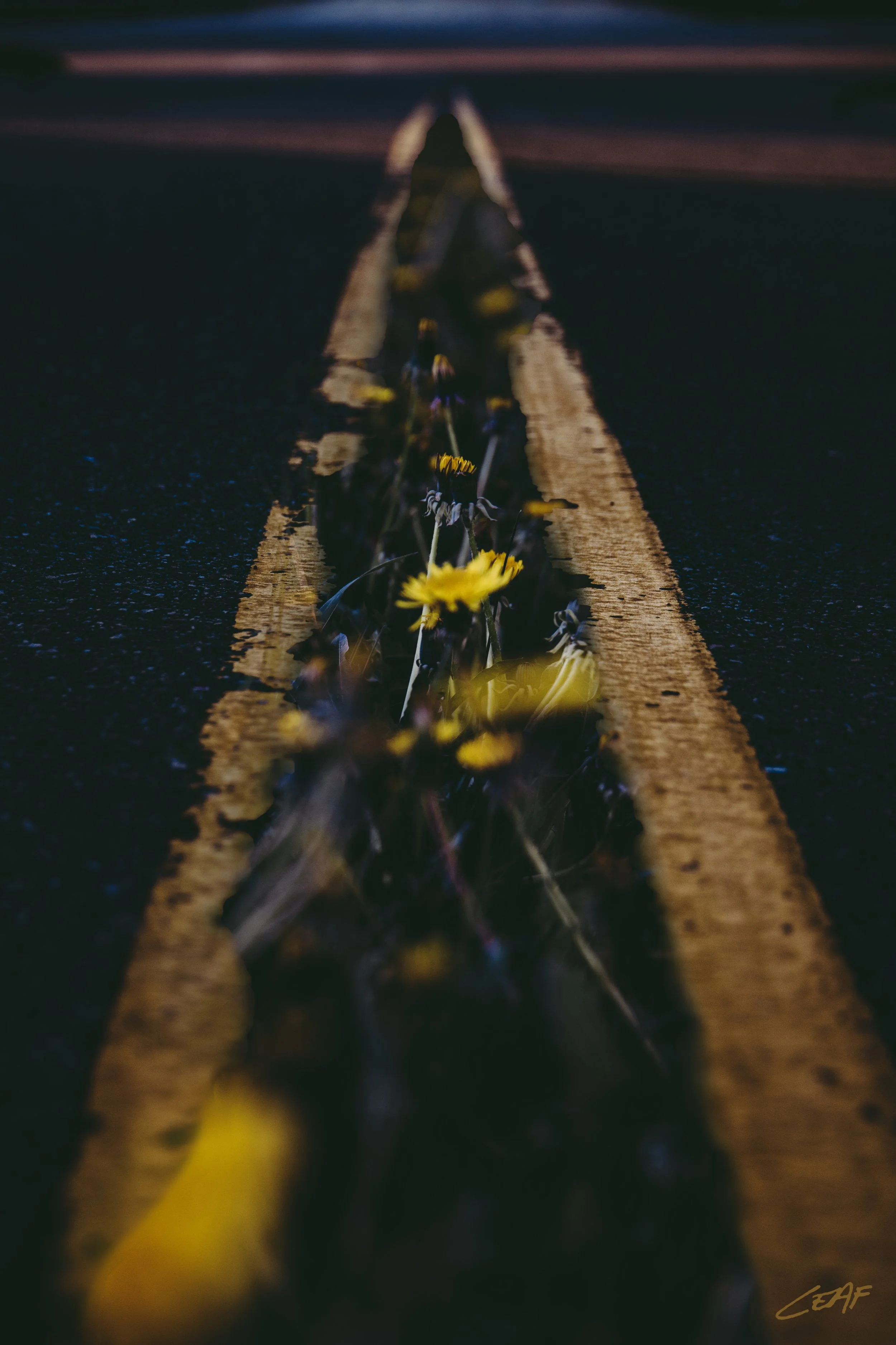 134.365_DSC2529.2.12x18Sig2.jpg