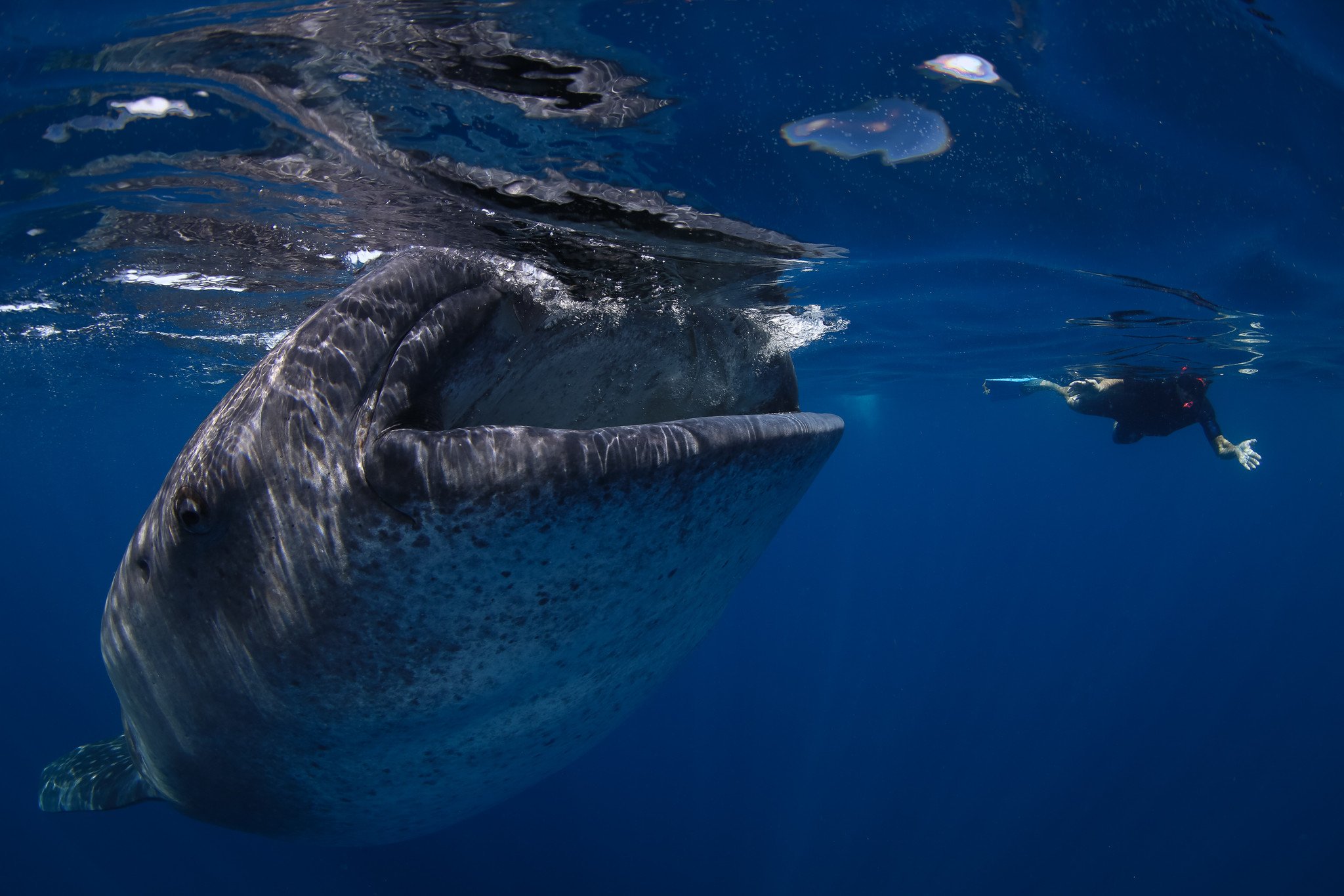 whale shark expedition | pangeaseed