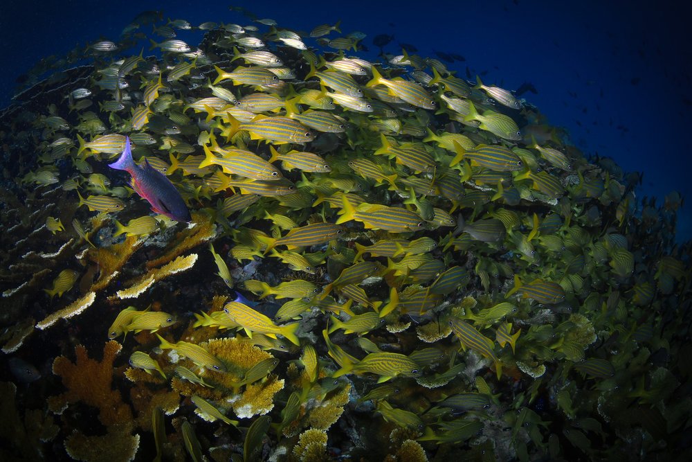 whale shark expedition | pangeaseed