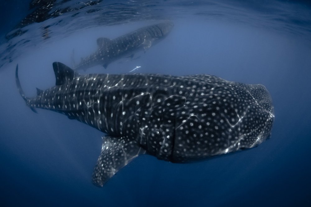 whale shark expedition | pangeaseed