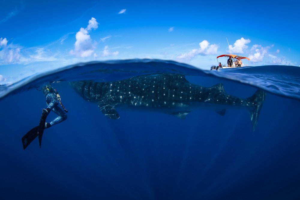 whale shark expedition | pangeaseed