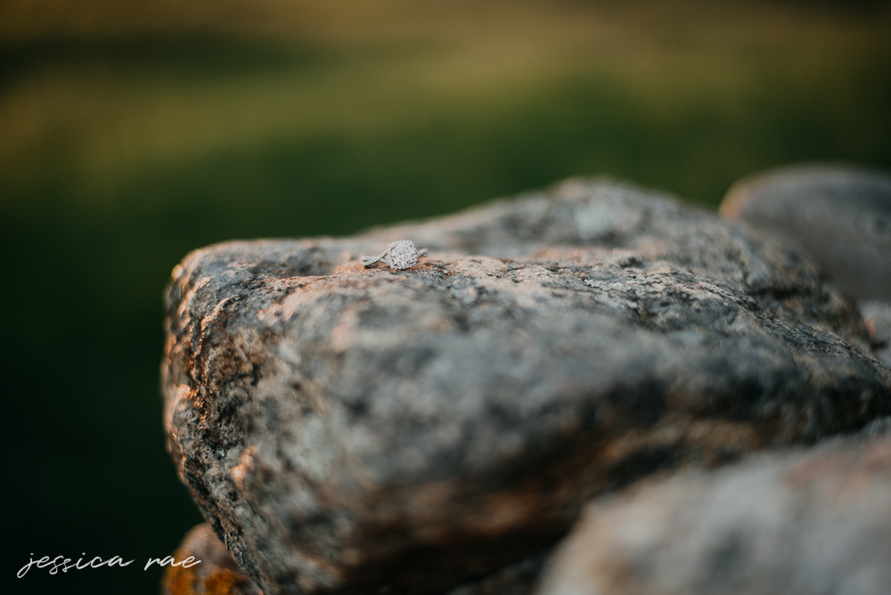 DSC_6370_1.jpg