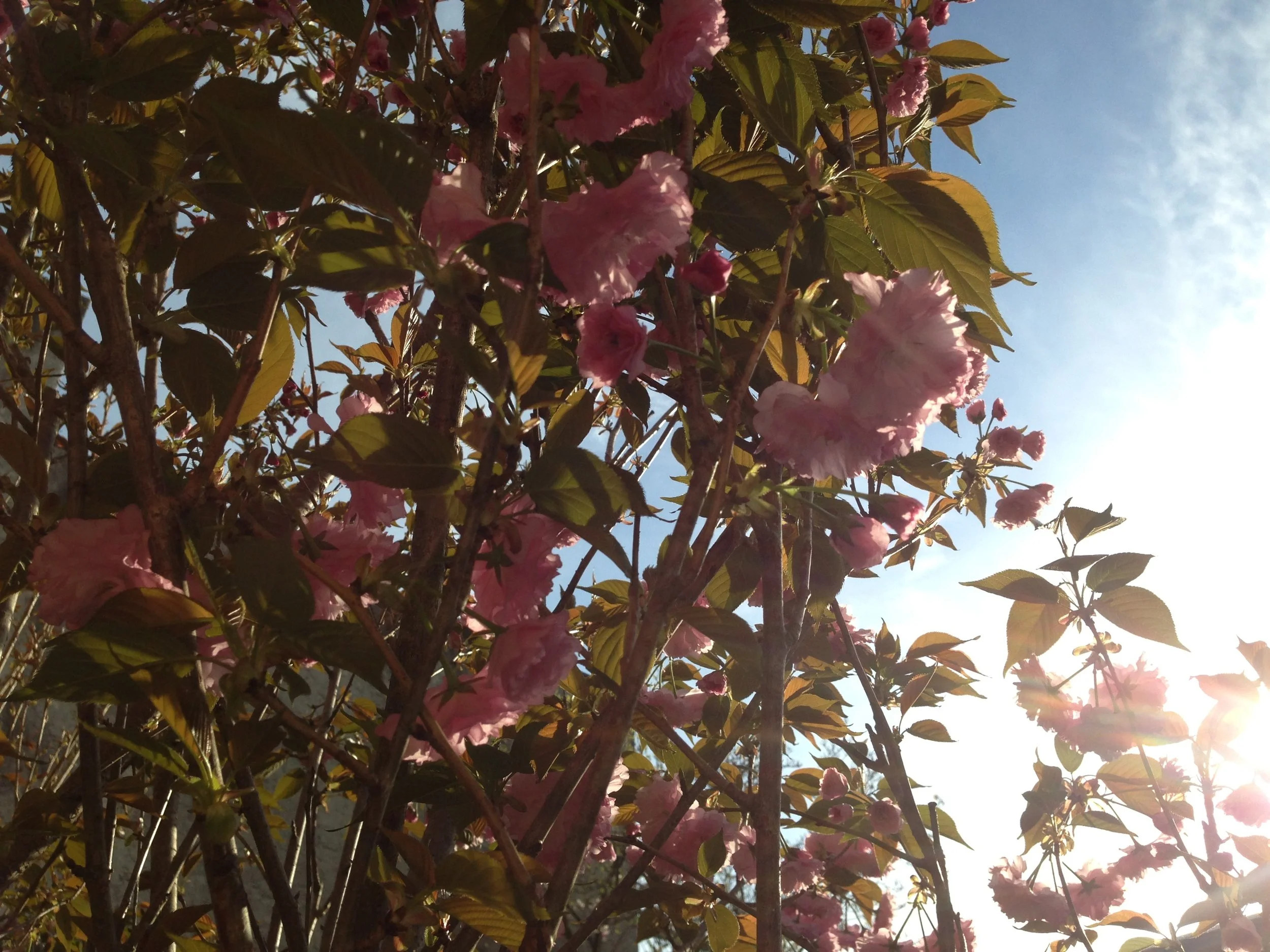 Springtime comes to Philly