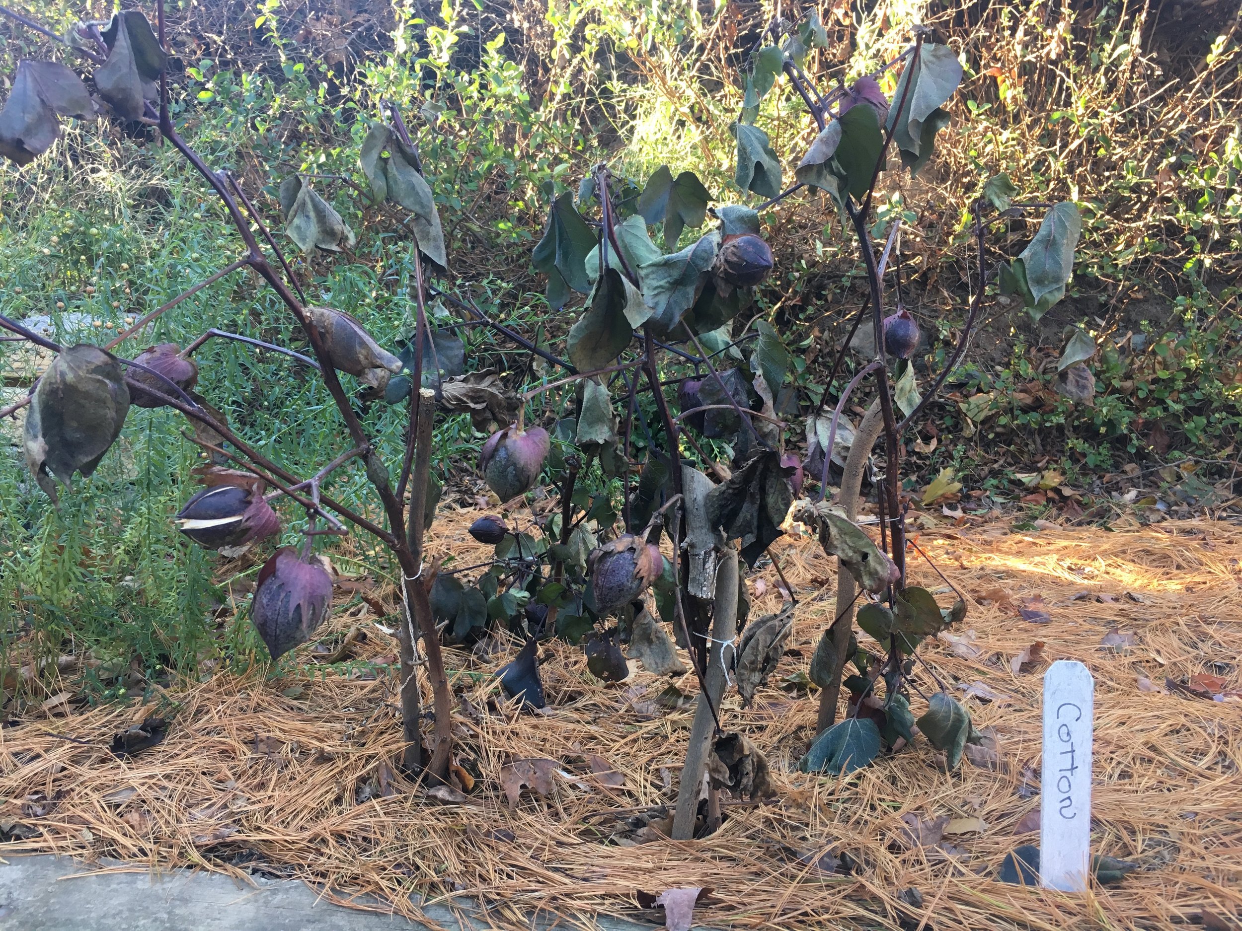  A cotton plant that never blooms up here in New England. 