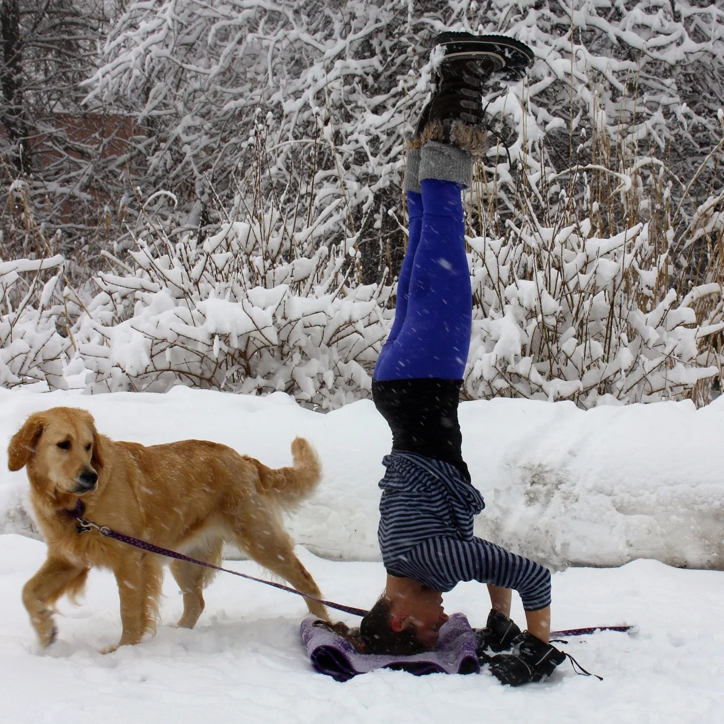 Snowed in, NJ? Perfect. 🤍 While you&rsquo;re hunkering down with the storm, come warm up with me from the comfort of home. 

I&rsquo;m teaching a 60-minute vinyasa flow on Monday night at 6:00pm Eastern Time &mdash; donation-based (suggested $15).

