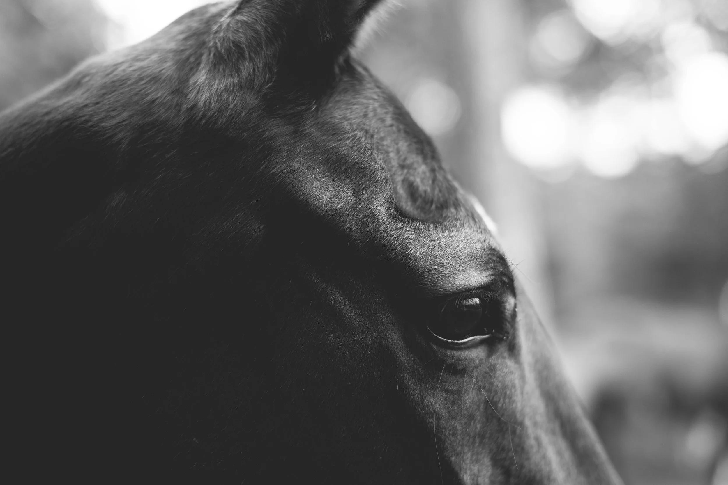 Horse 4