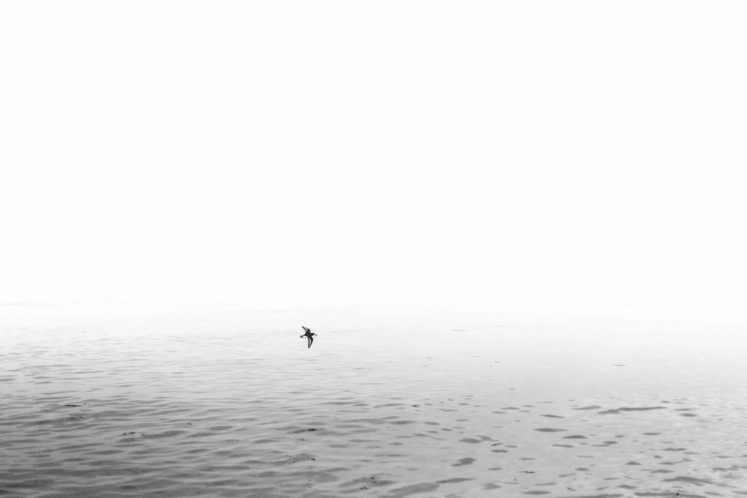 Flight of Morning