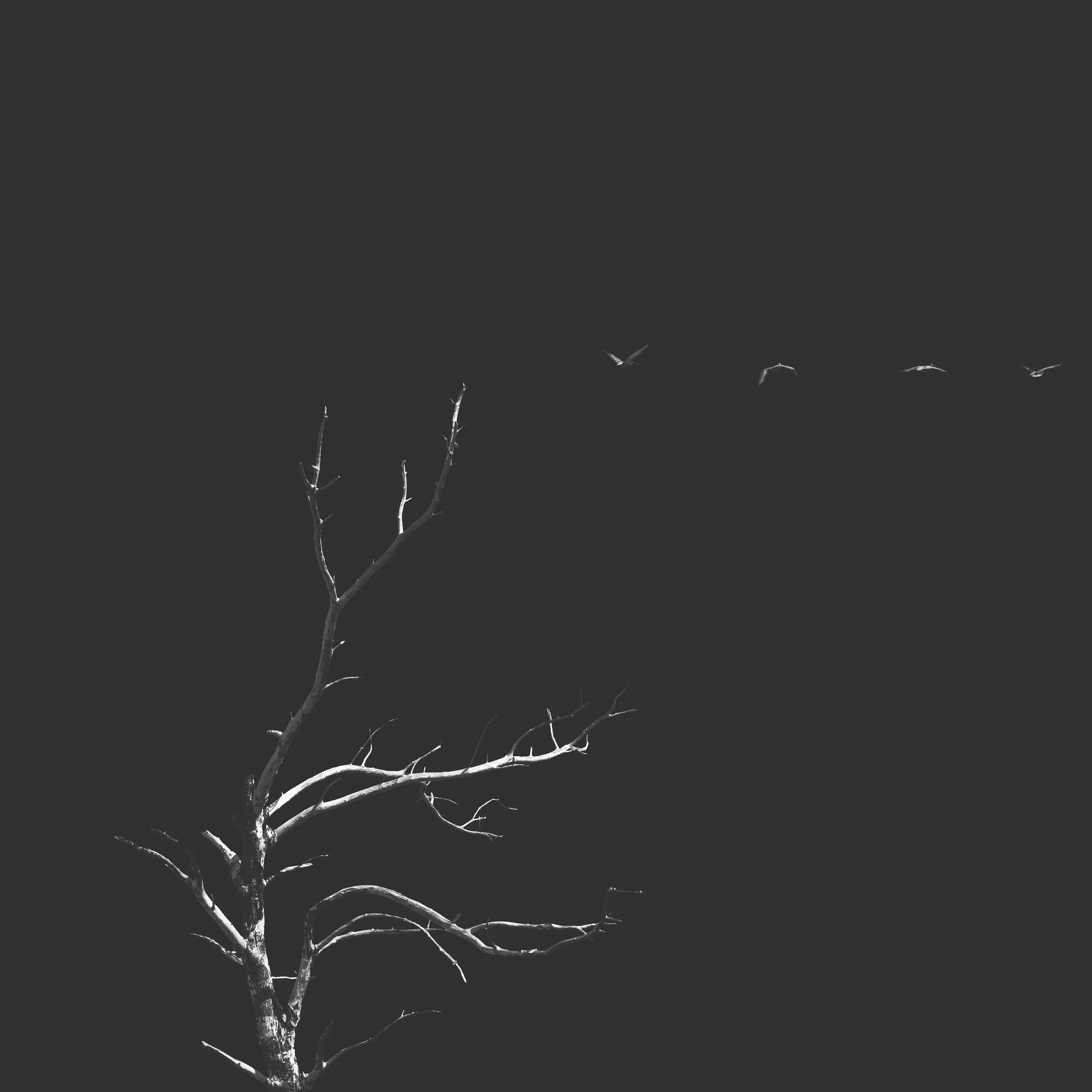 2L3A0523 black_1.jpg